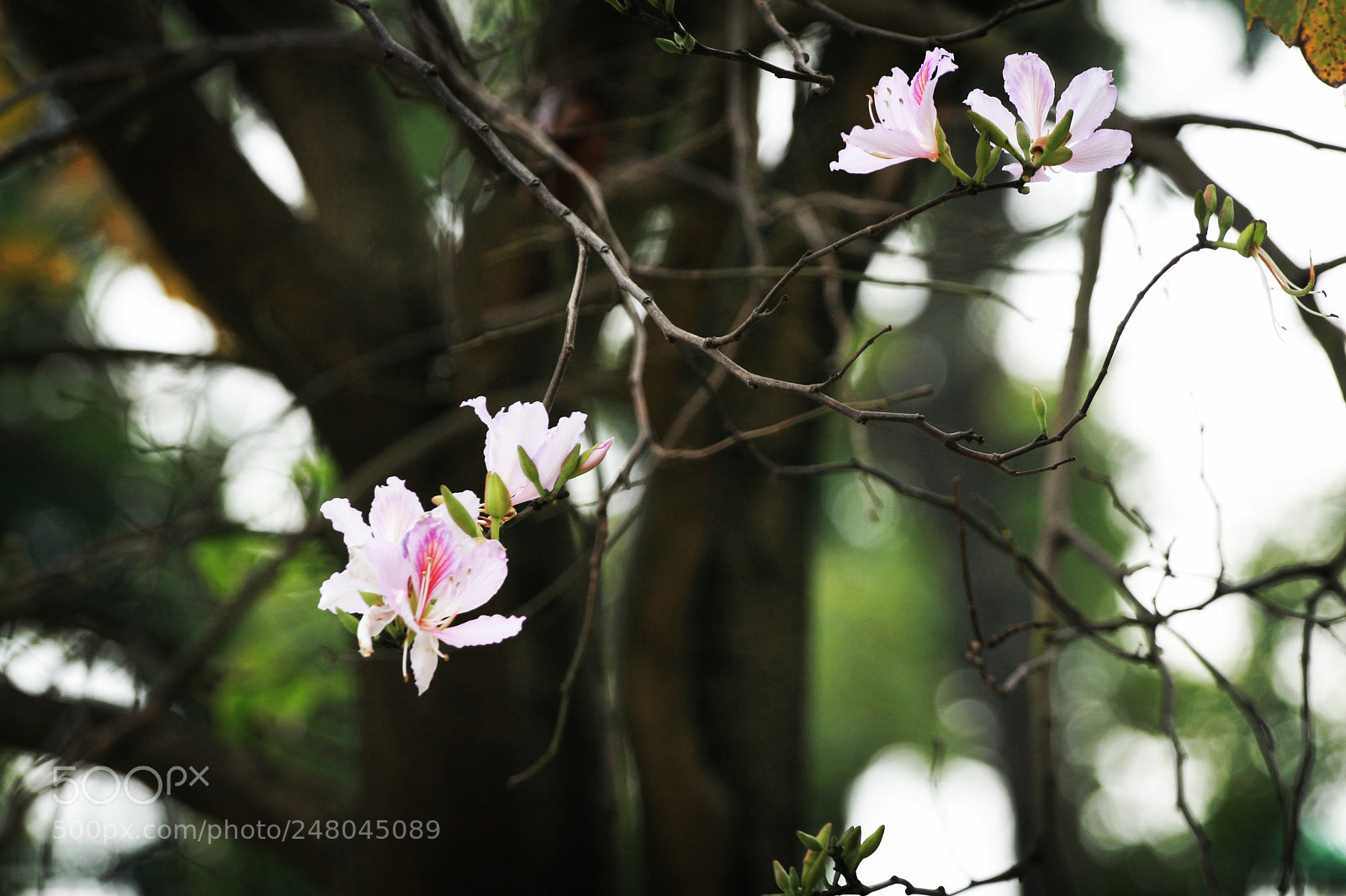 Canon EOS 30D sample photo. Flower is called ban photography