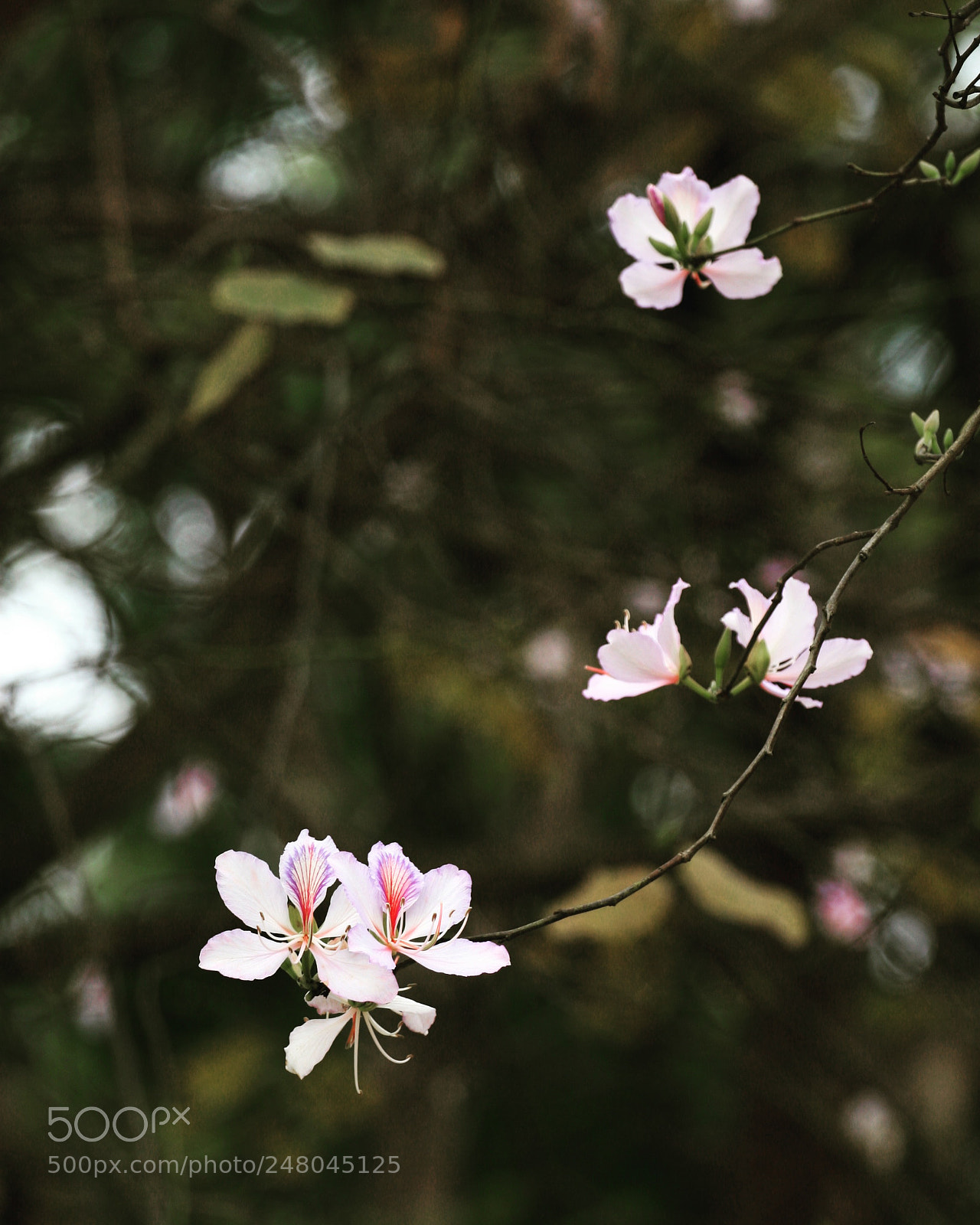 Canon EOS 30D sample photo. Flower is called “ban” photography