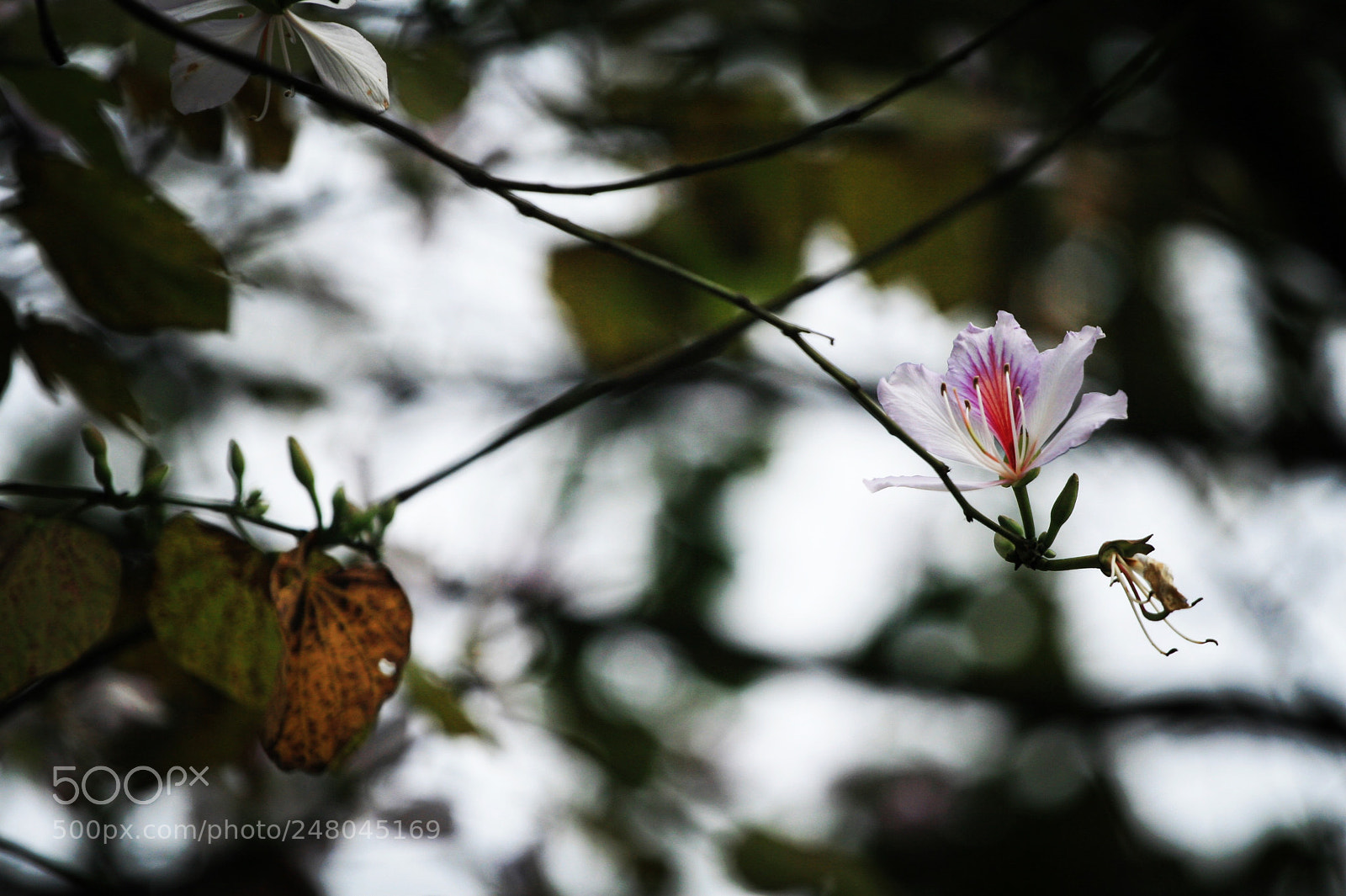 Canon EOS 30D sample photo. Flower called “ban” - 01 photography