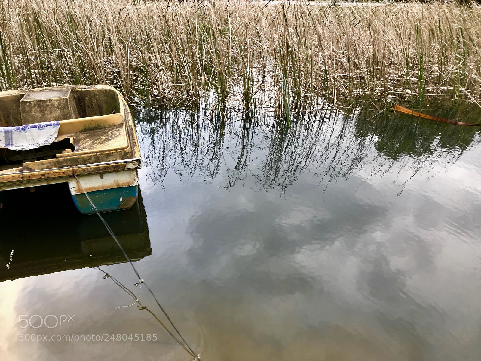Apple iPhone 7 Plus sample photo. The withered and the photography