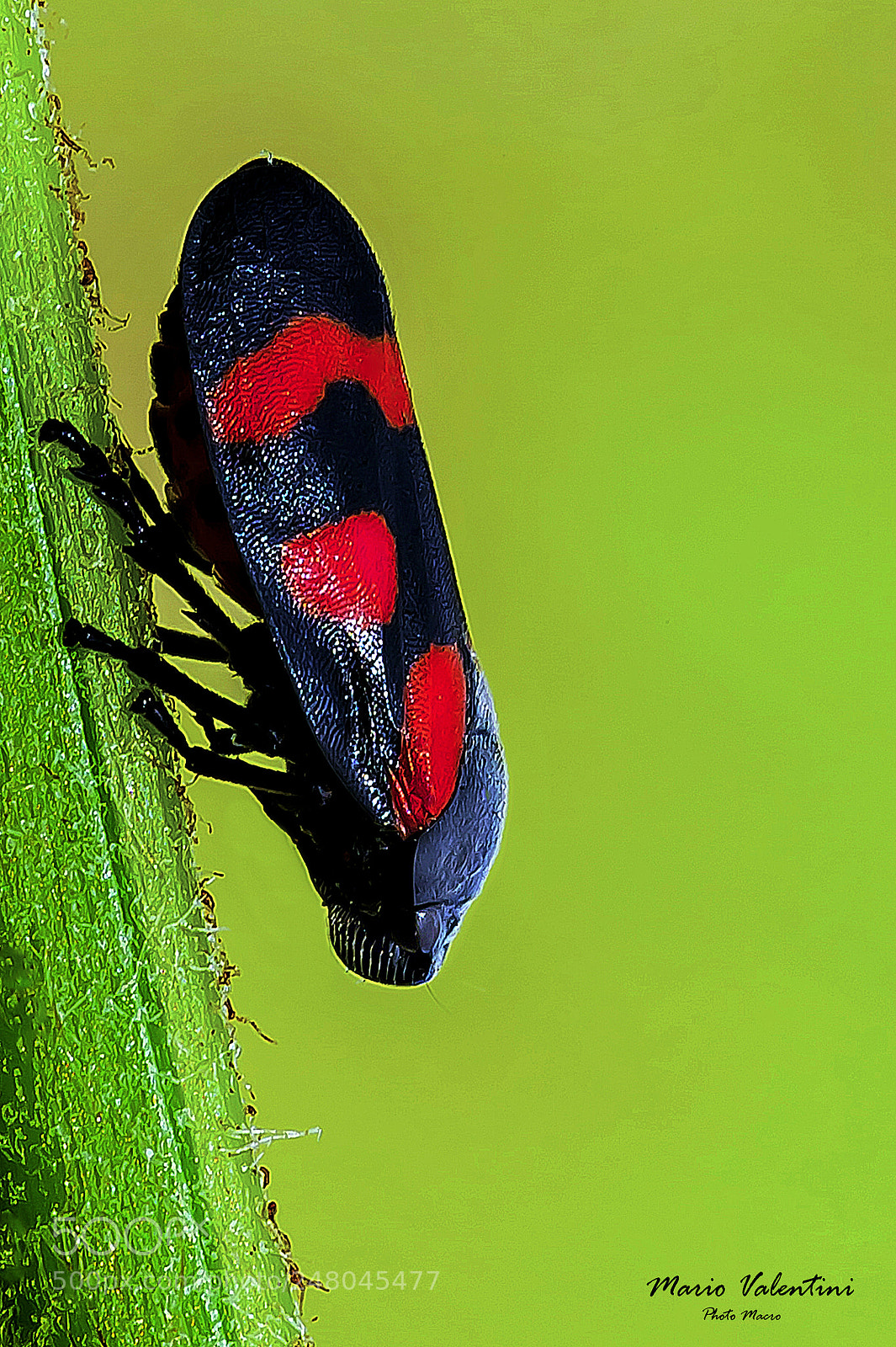 Nikon D700 sample photo. Cercopis arcuata.italy. photography