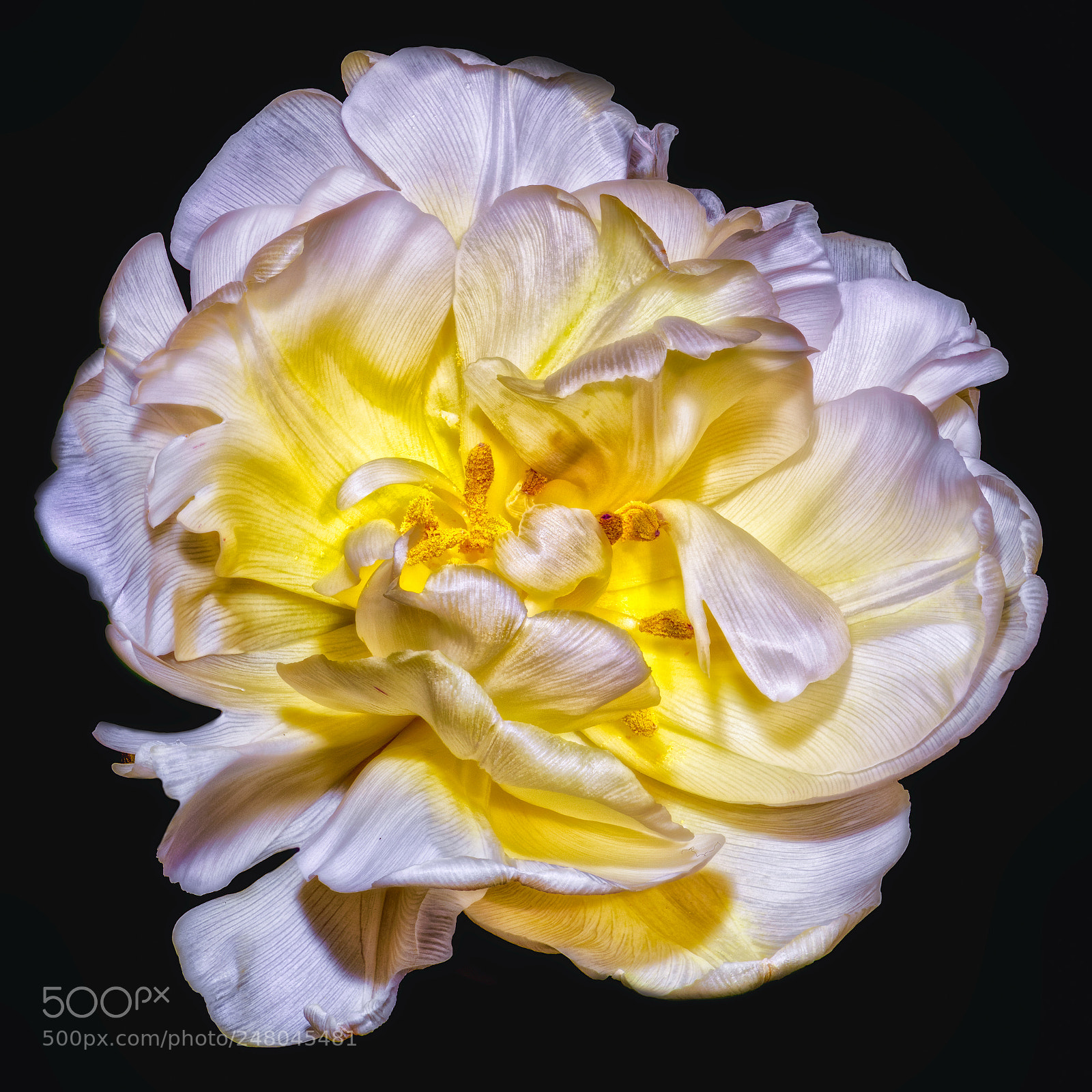 Nikon D810 sample photo. Silk tulip photography