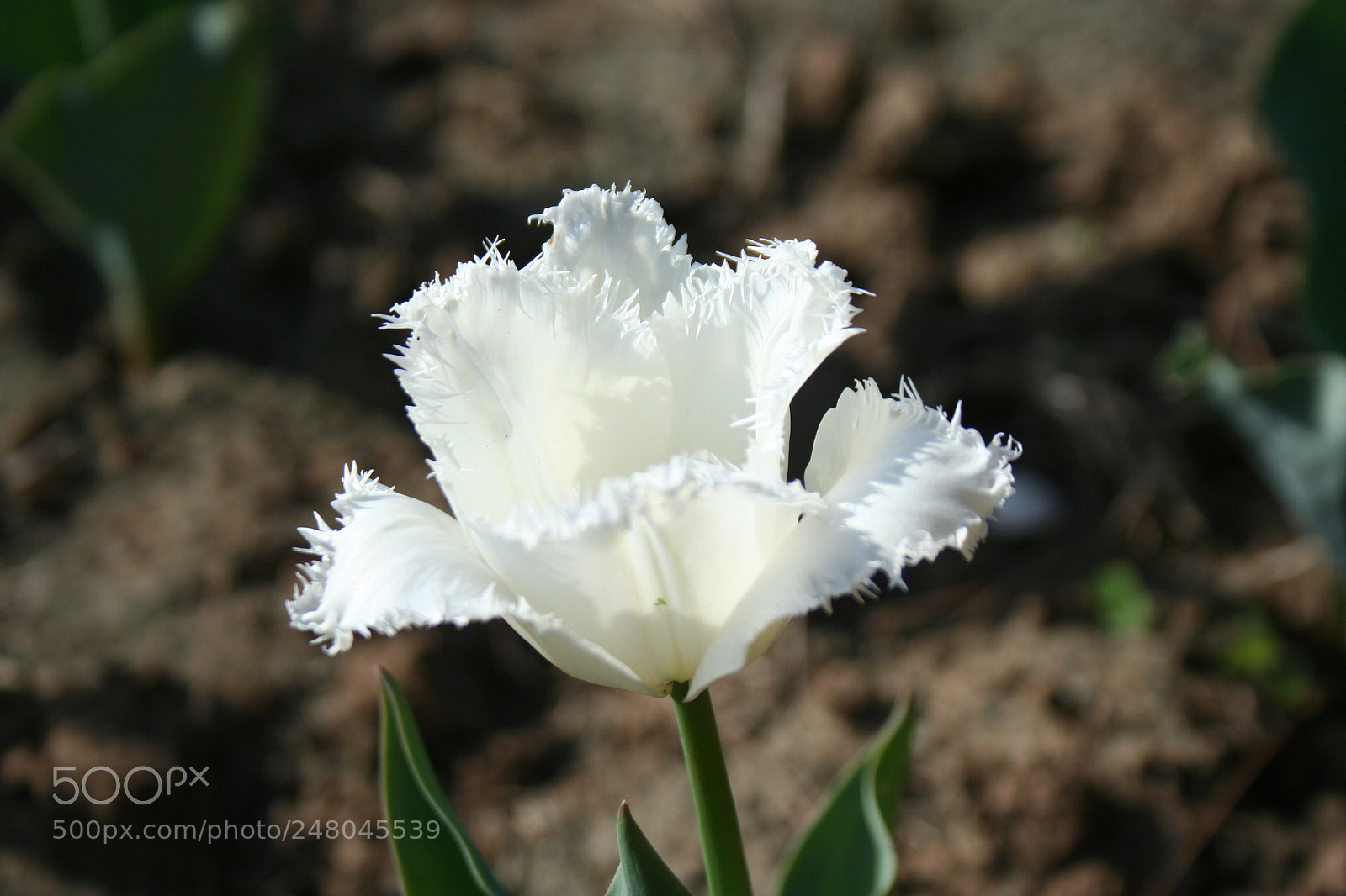Canon EOS 350D (EOS Digital Rebel XT / EOS Kiss Digital N) sample photo. The white tulip photography