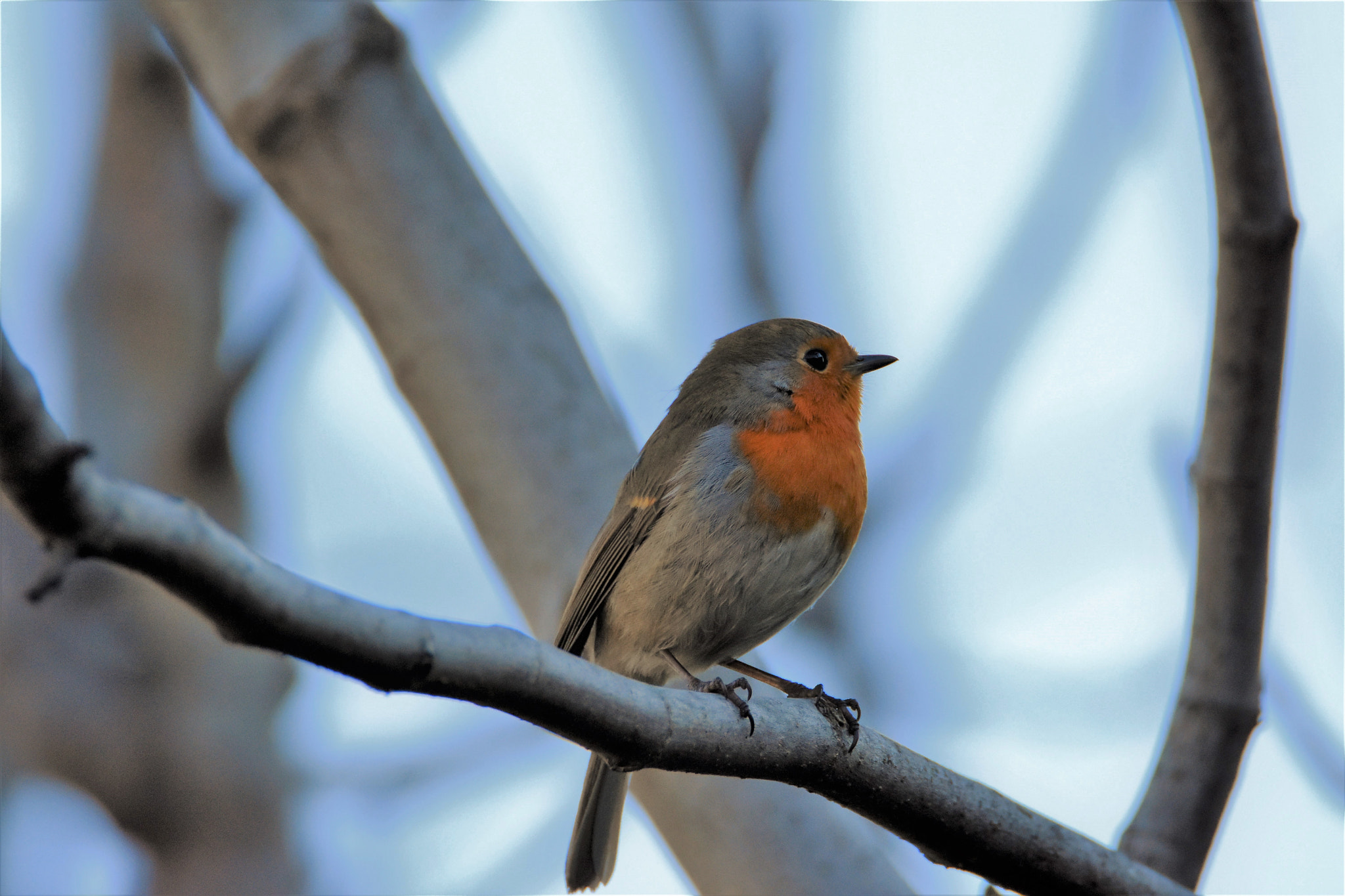 Nikon D7200 sample photo. Waiting photography
