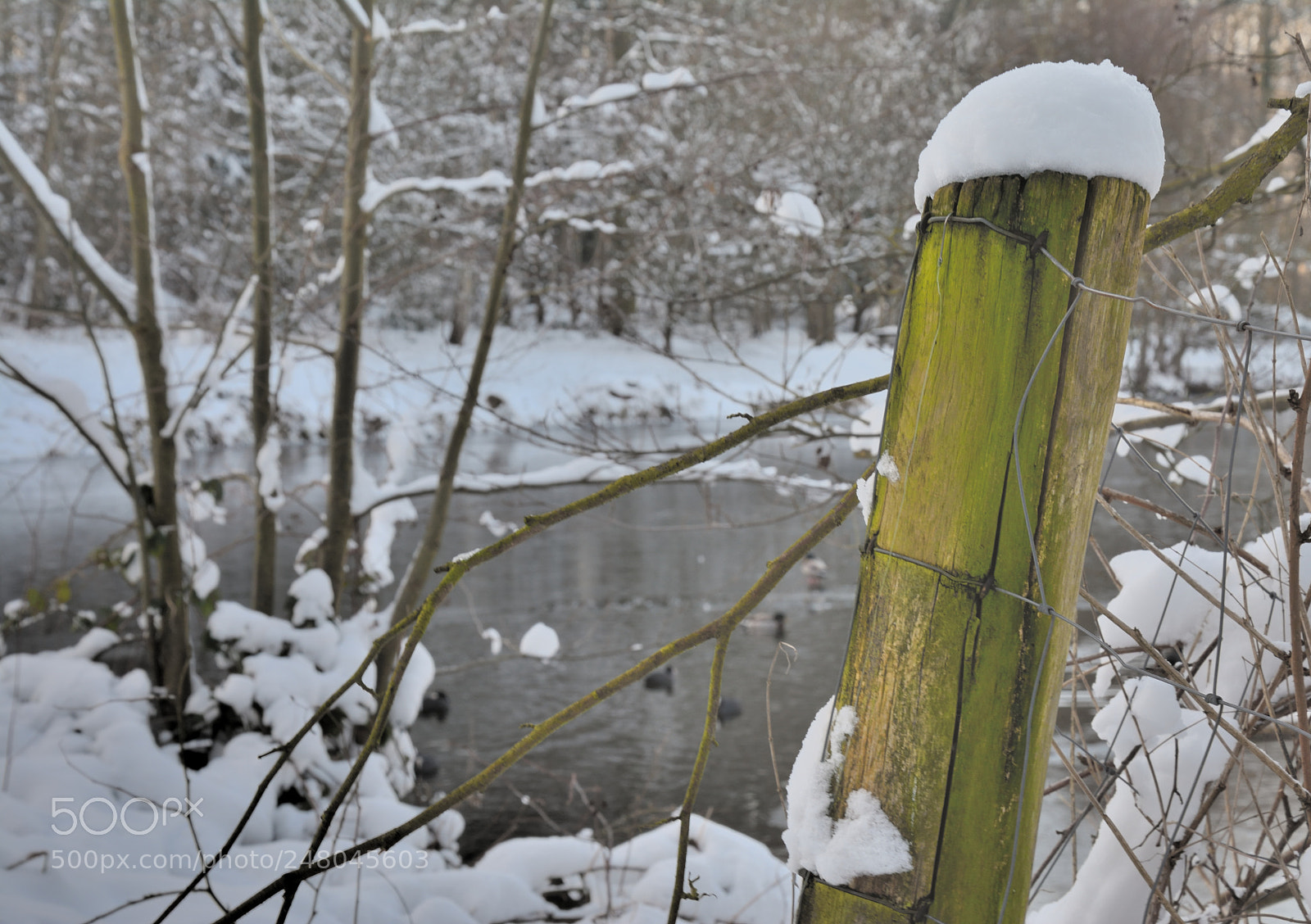 Nikon D7100 sample photo. Wooden poles in winter photography
