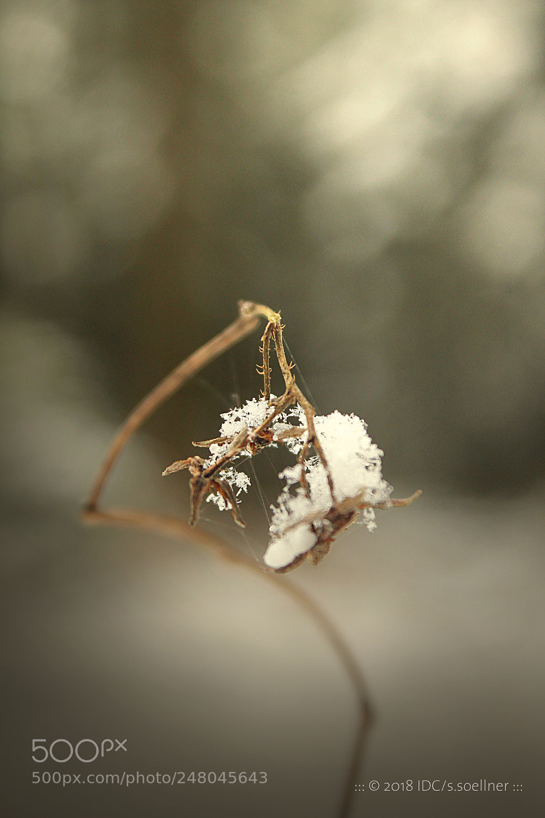 Canon EOS 1100D (EOS Rebel T3 / EOS Kiss X50) sample photo. ... alone in the light ... photography