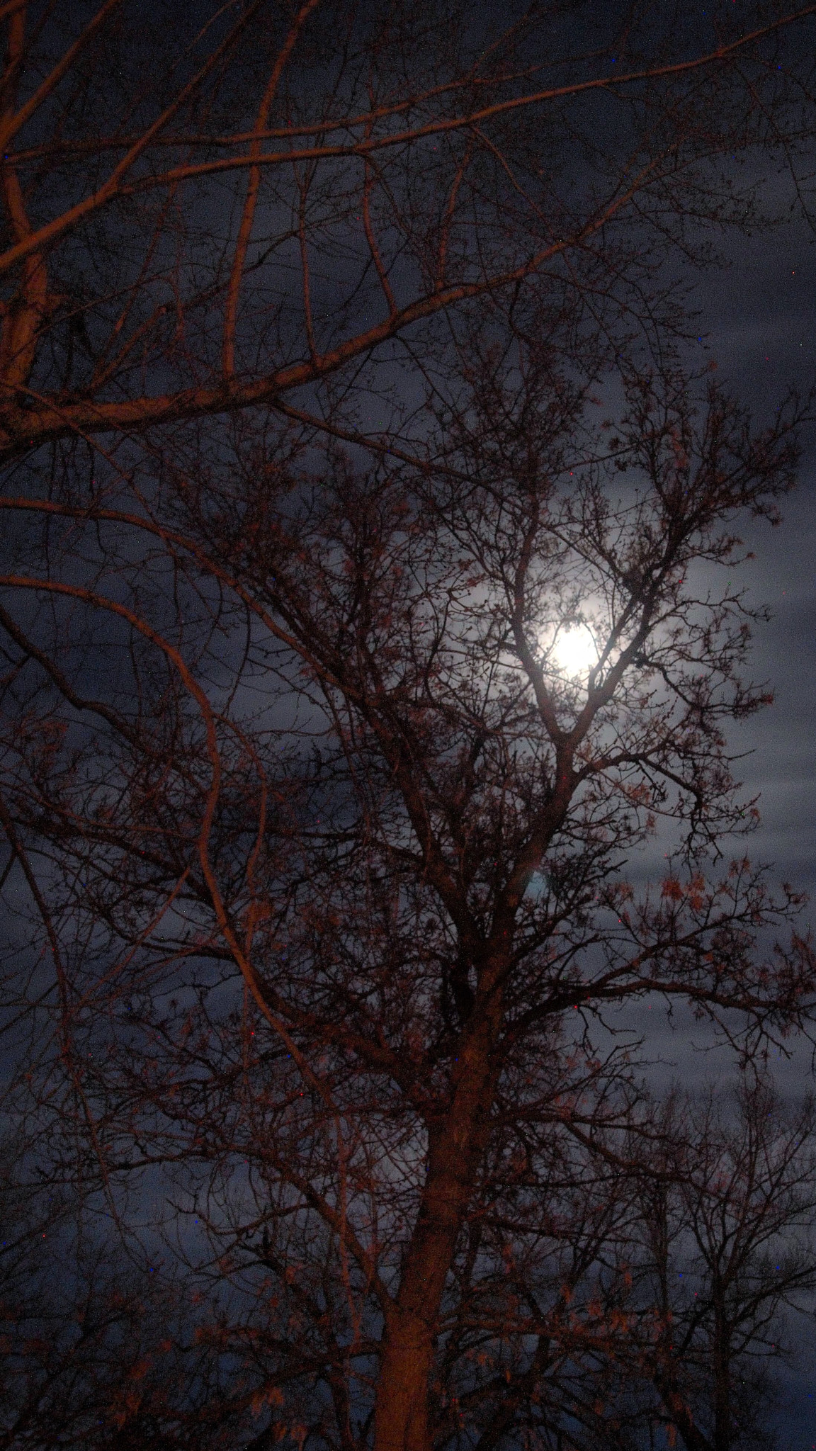 Olympus PEN E-P2 sample photo. Tree, moon, clouds photography