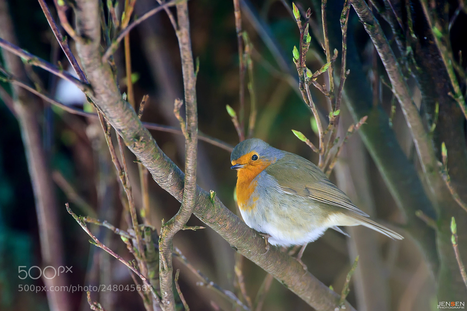 Nikon D4S sample photo. Cheeky robin photography