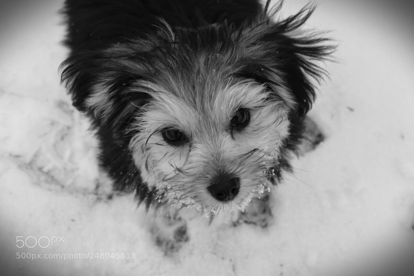 Nikon D5500 sample photo. Snow dog photography
