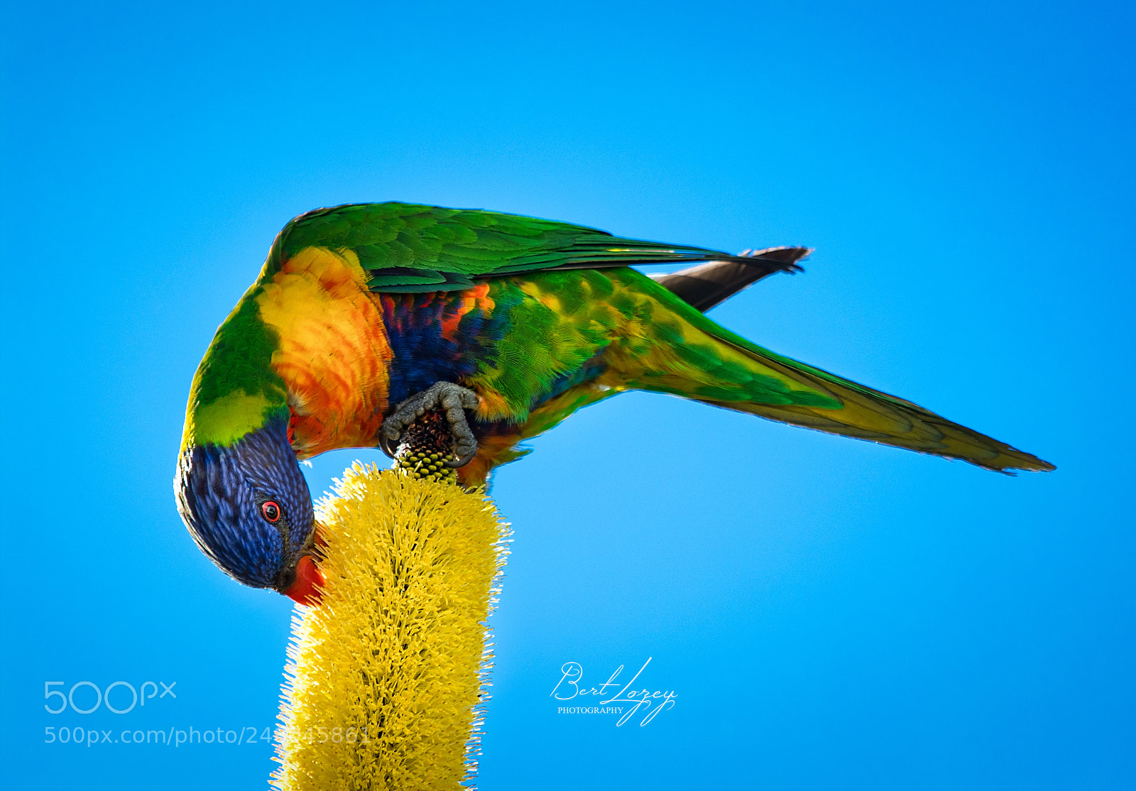 Canon EOS 80D sample photo. Rainbow lorikeet photography