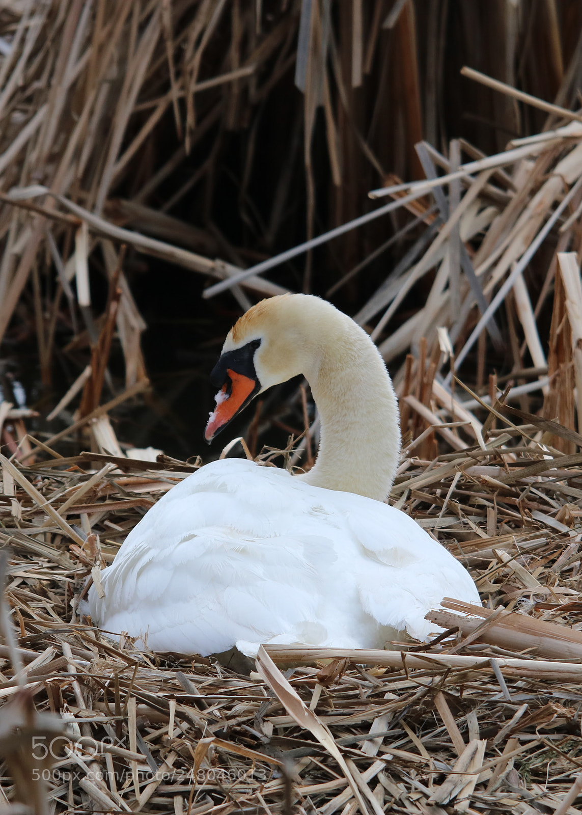 Canon EOS 750D (EOS Rebel T6i / EOS Kiss X8i) sample photo. Feathering the nest photography