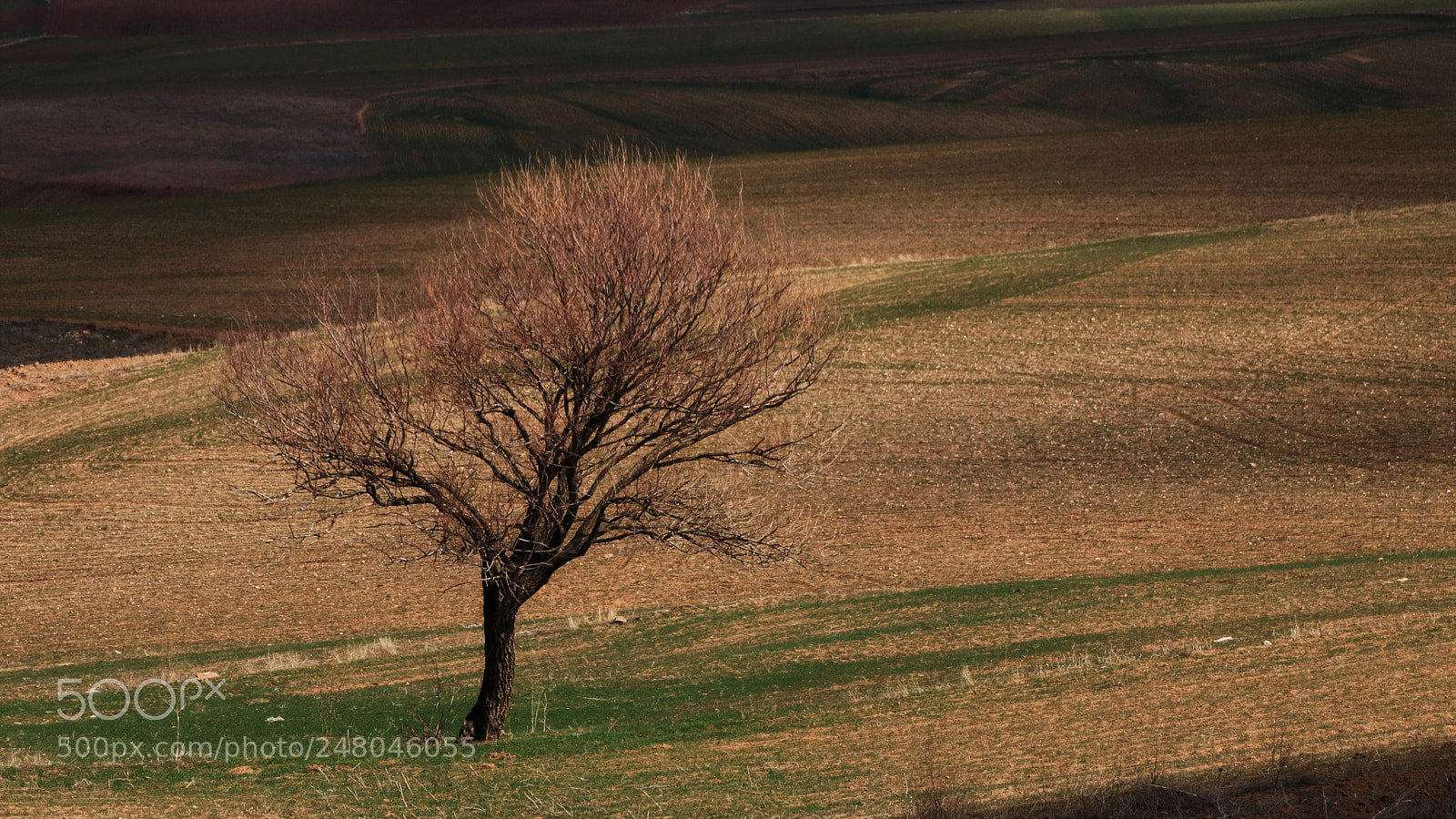 Canon EOS 80D sample photo. Lonely tree on a photography