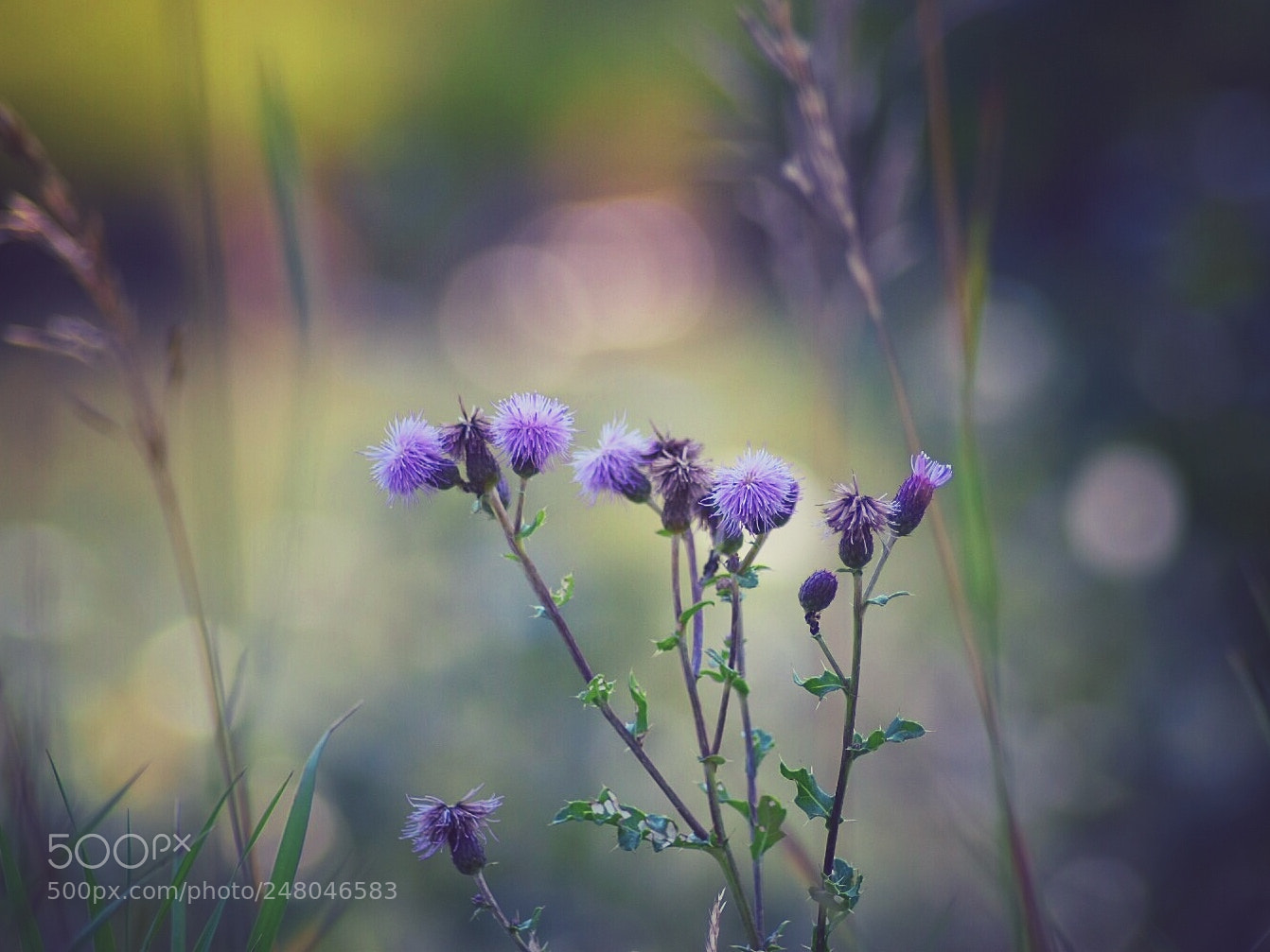Nikon D5500 sample photo. In the grass photography