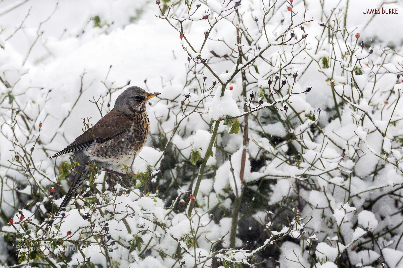 Canon EOS 5D sample photo. Fieldfare photography