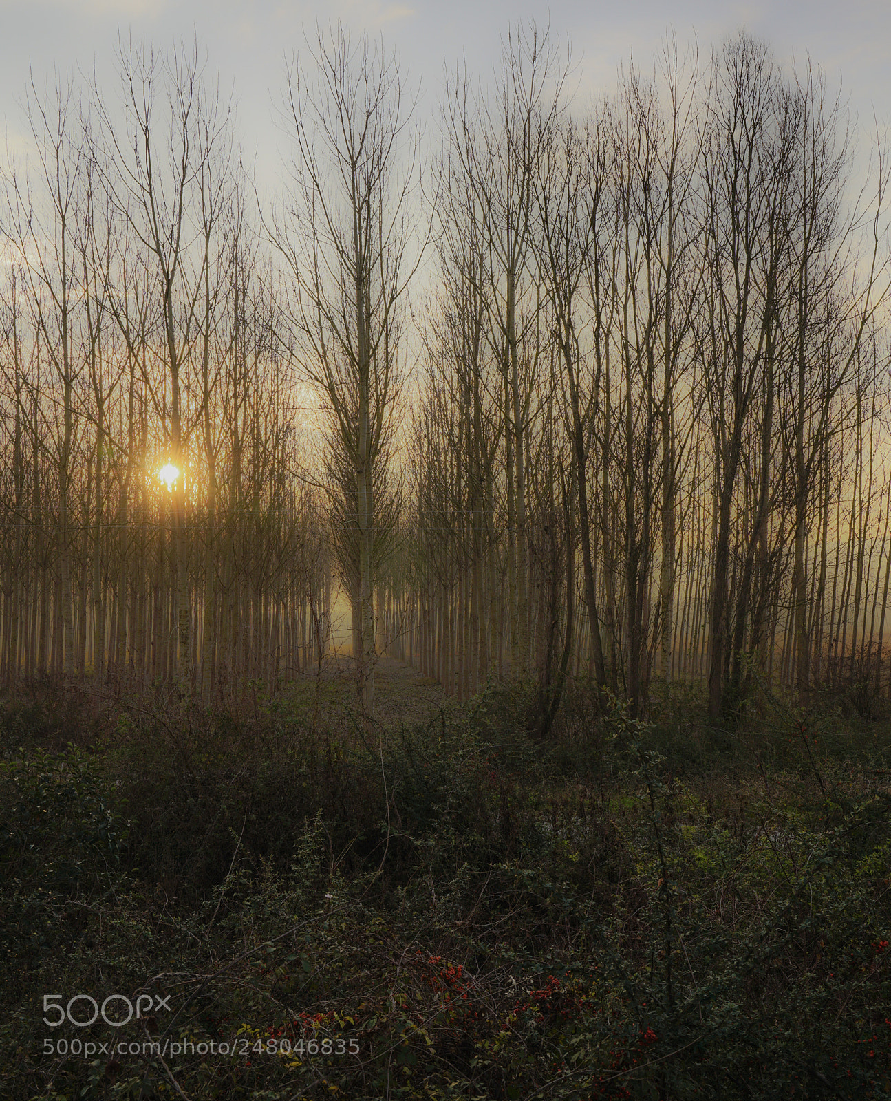 Sony a7R II sample photo. Misty plain photography