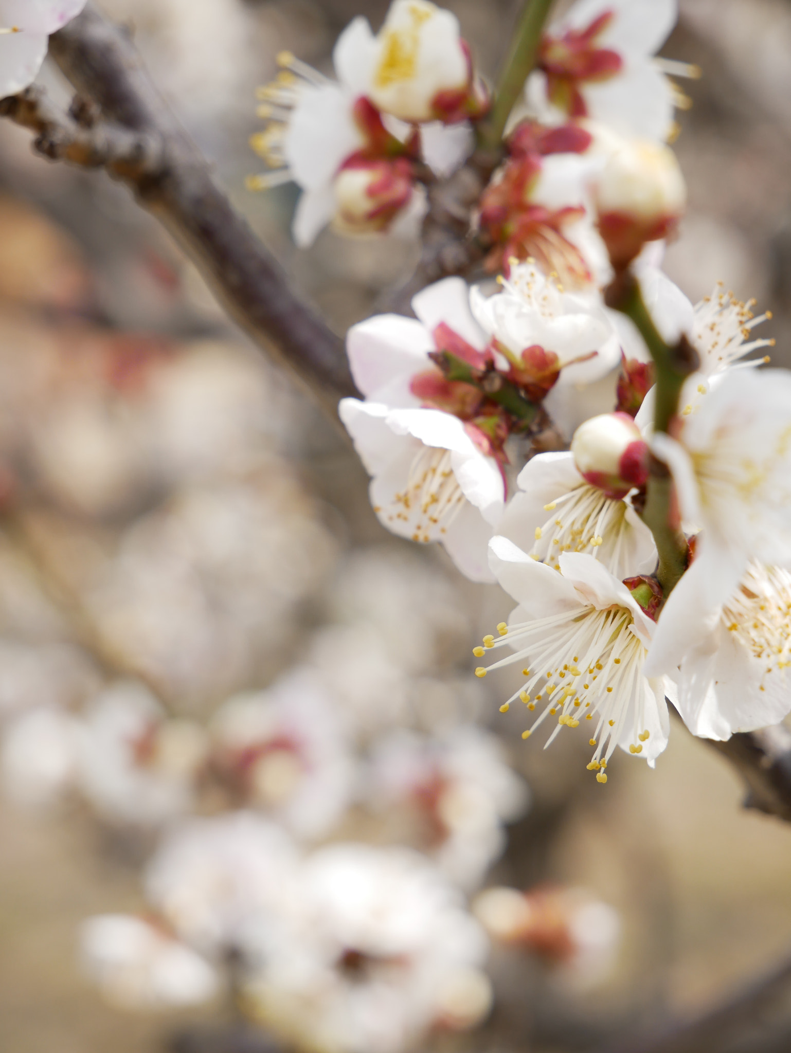 Panasonic DMC-G8 sample photo. Plum blossom photography