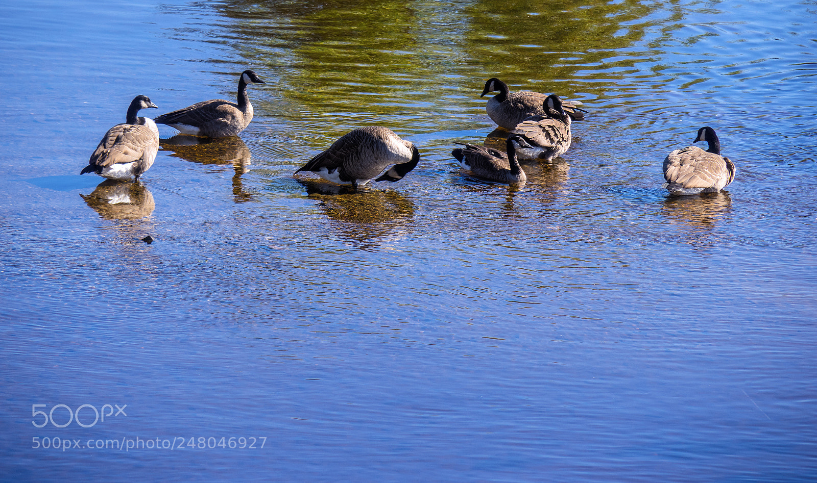 Olympus OM-D E-M1 sample photo. The ducks bathe in photography