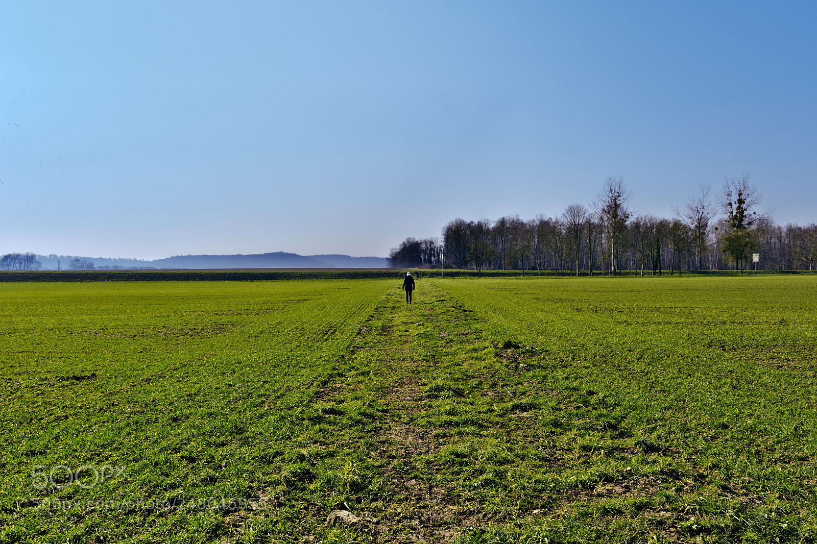 Fujifilm X-T2 sample photo. Alone in the green photography