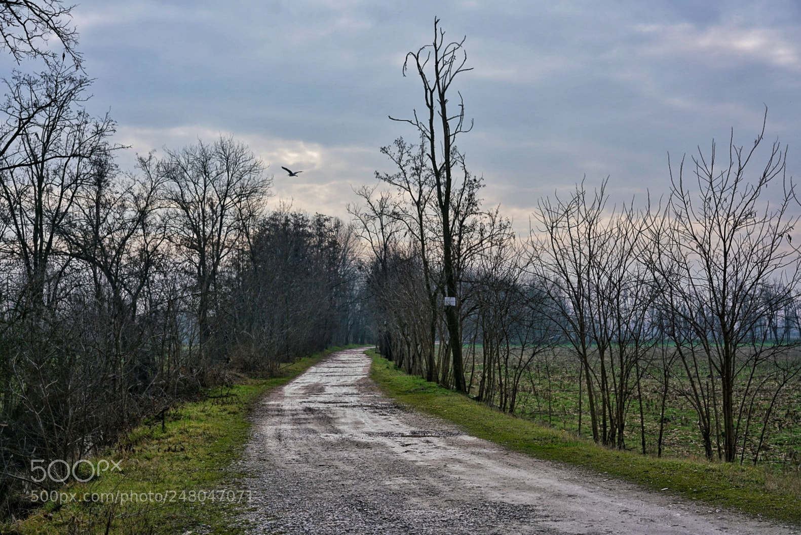 Sony a7R II sample photo. After the rain photography