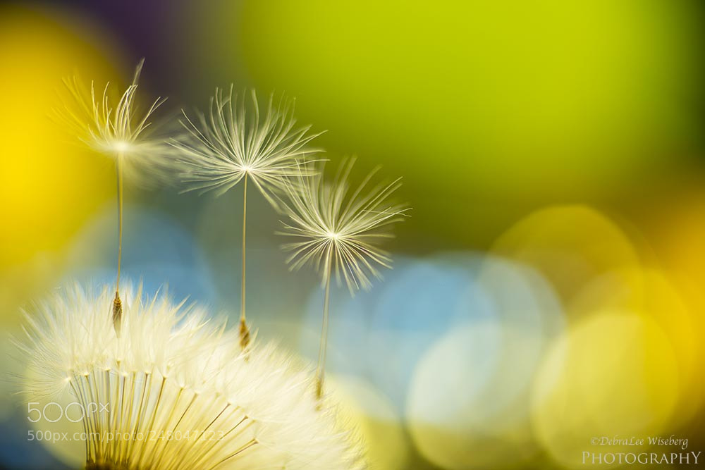 Nikon D800 sample photo. Everything doesn't always have photography