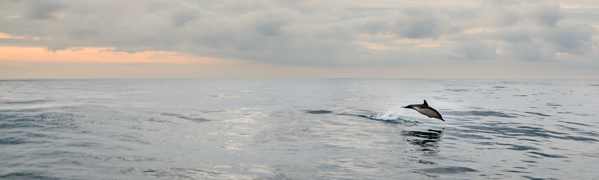 T ravel companion - Porpoise In Ouessant