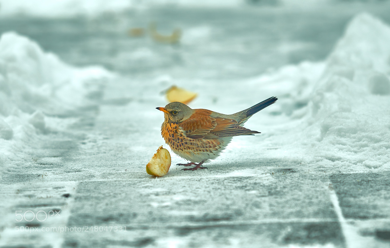 Sony a7R II sample photo. Wachholderdrossel dsc photography