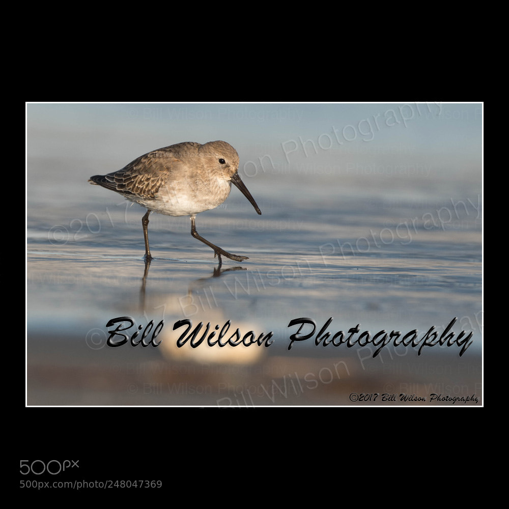 Nikon D500 sample photo. Dunlin photography