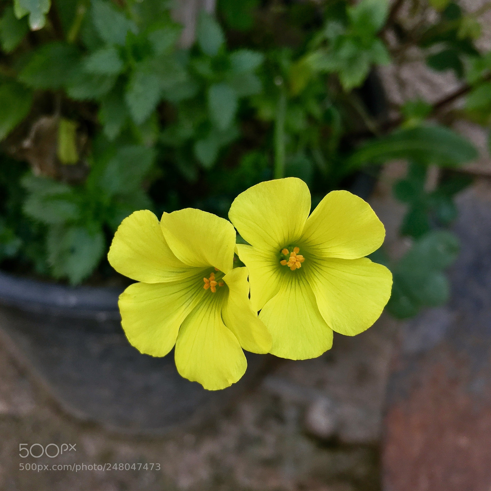 Apple iPhone 6s sample photo. Flowers photography