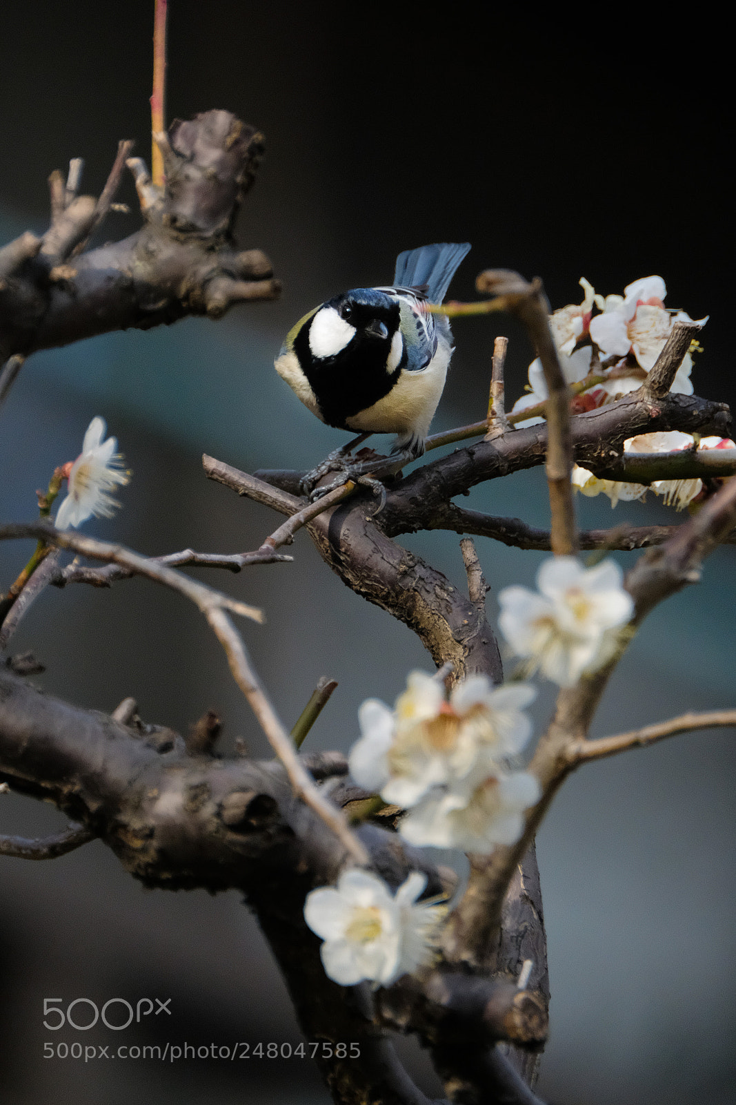 Fujifilm X-H1 sample photo. Japanese tit and white photography