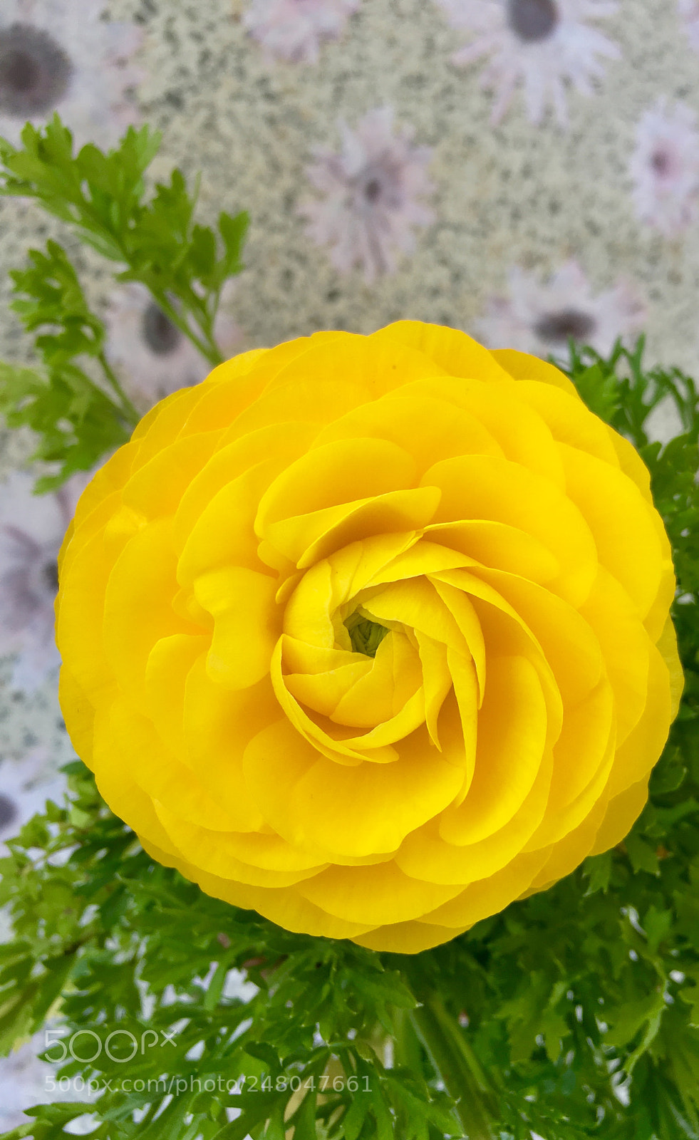 Apple iPhone 6s sample photo. Nature photography