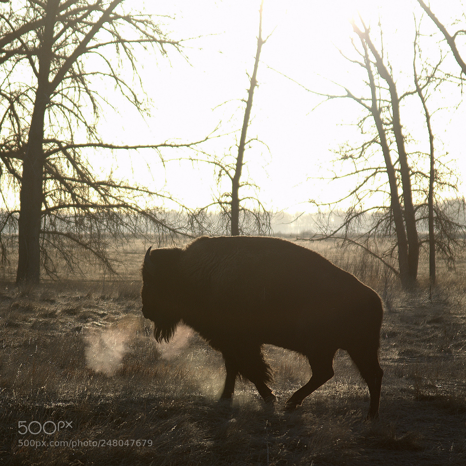 Nikon D610 sample photo. Bison in morning light photography