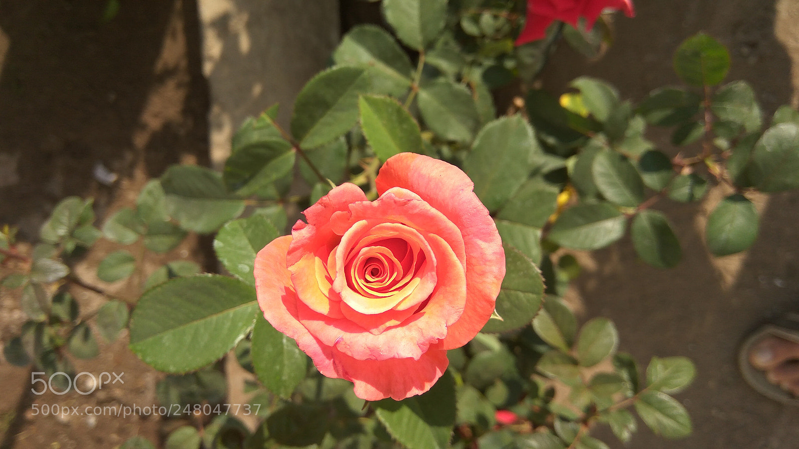 Xiaomi Redmi Note3 sample photo. Untitled photography