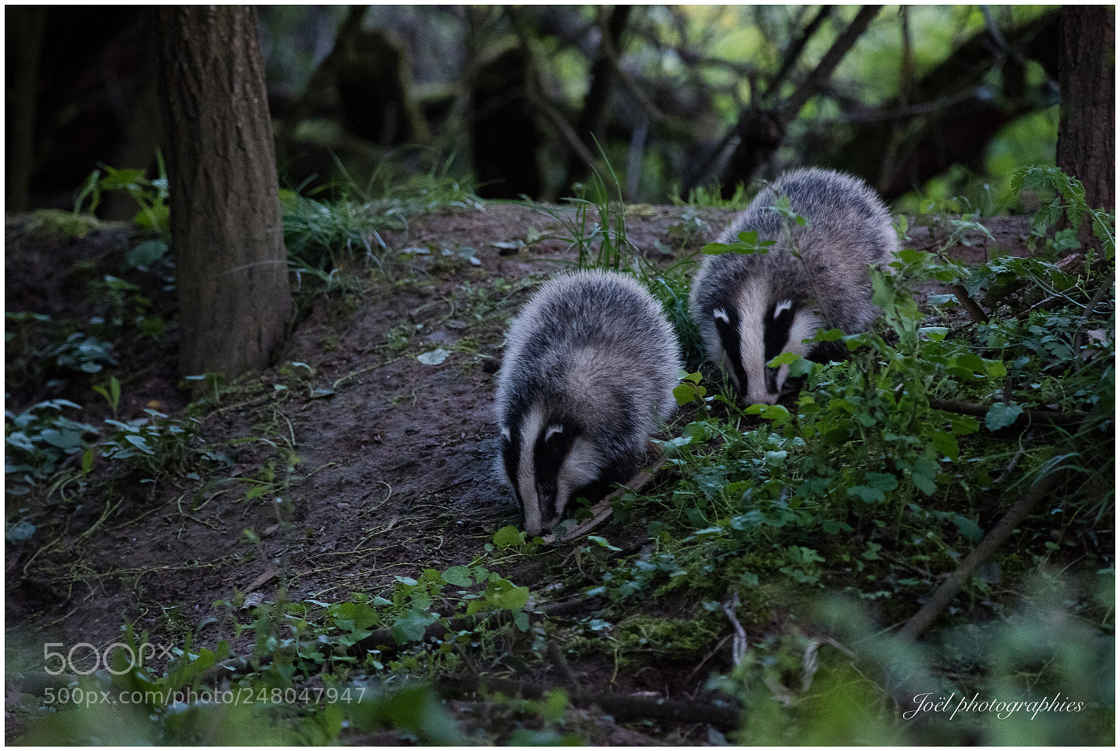 Nikon D810 sample photo. Untitled photography
