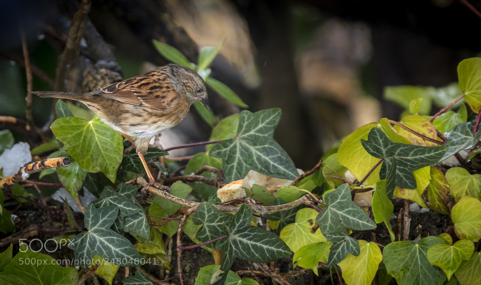 Canon EOS 5DS R sample photo. Winter thrush, ireland photography