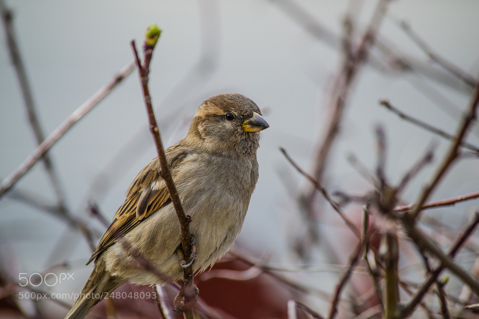 Nikon D3100 sample photo. Mr. sparrow photography