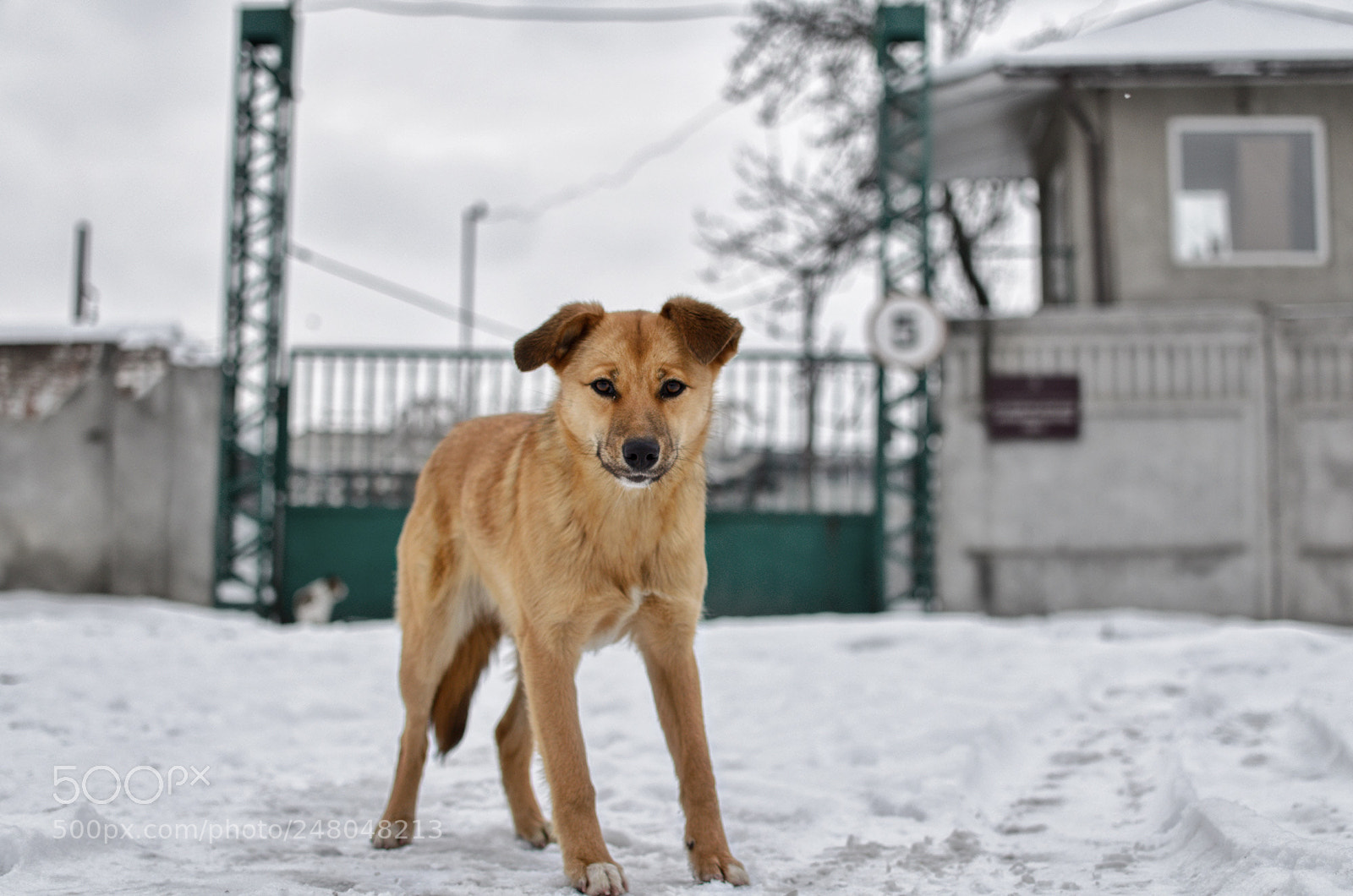 Nikon D5100 sample photo. Dog photography