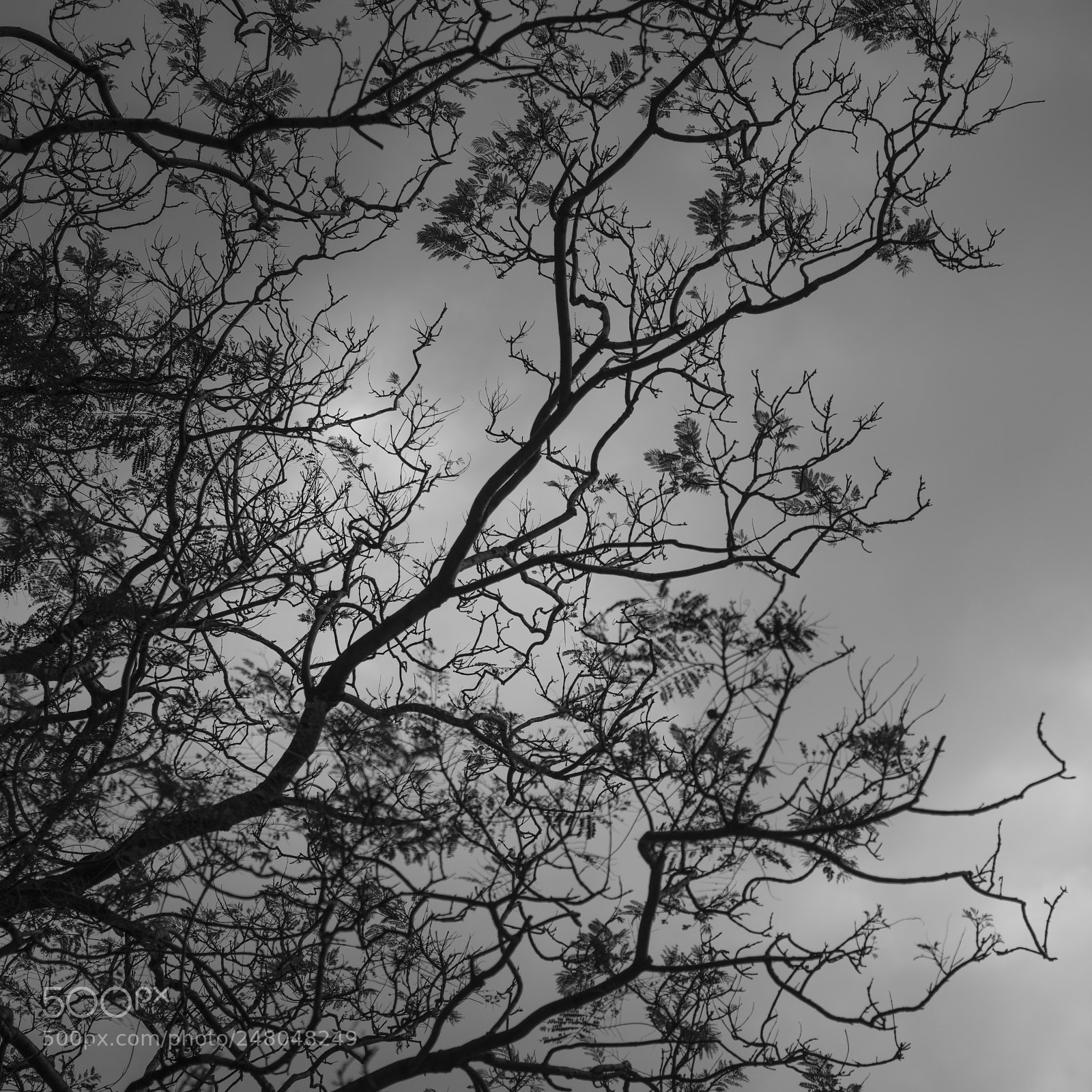 Nikon D800 sample photo. Branches photography