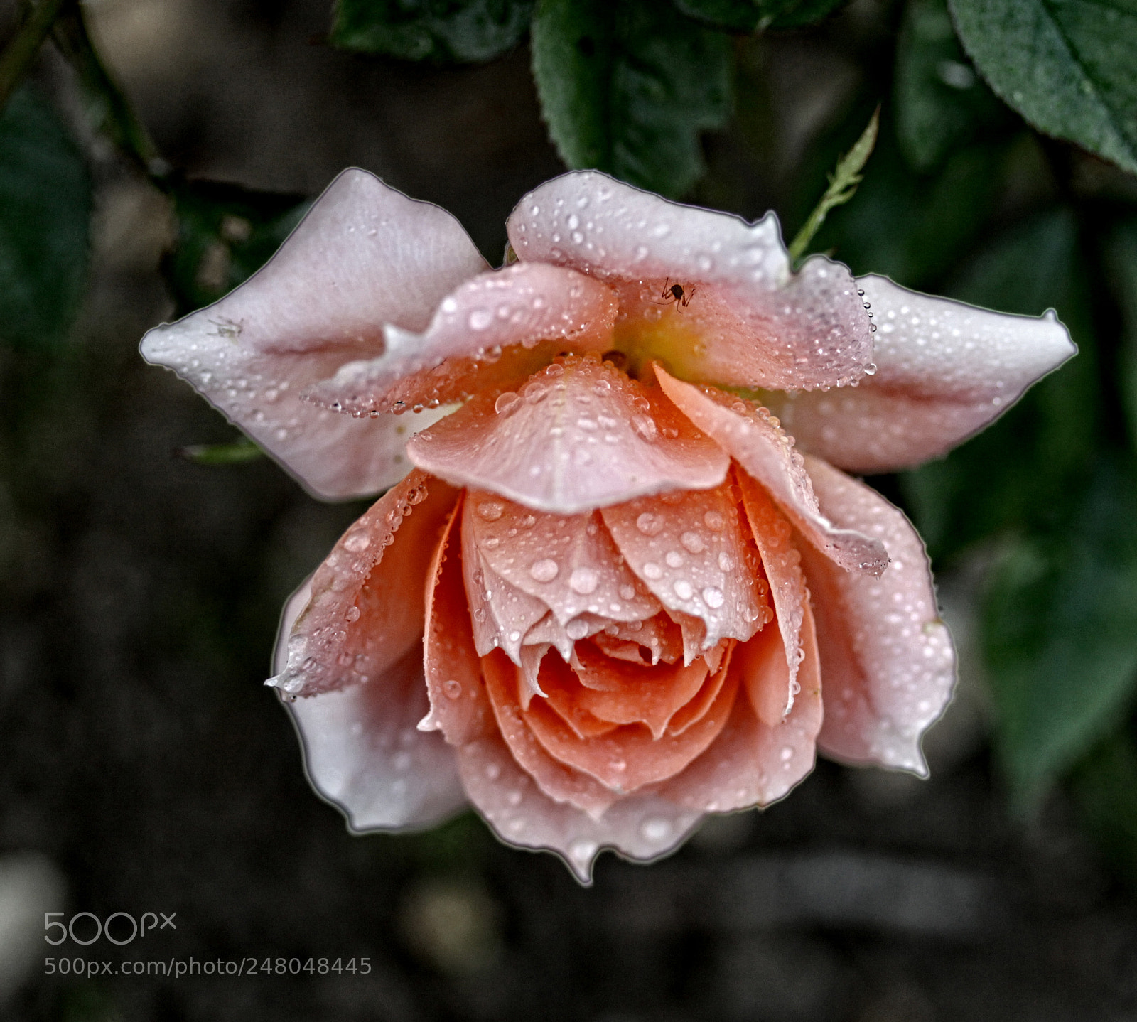 Canon EOS 50D sample photo. Ba rose 46 photography