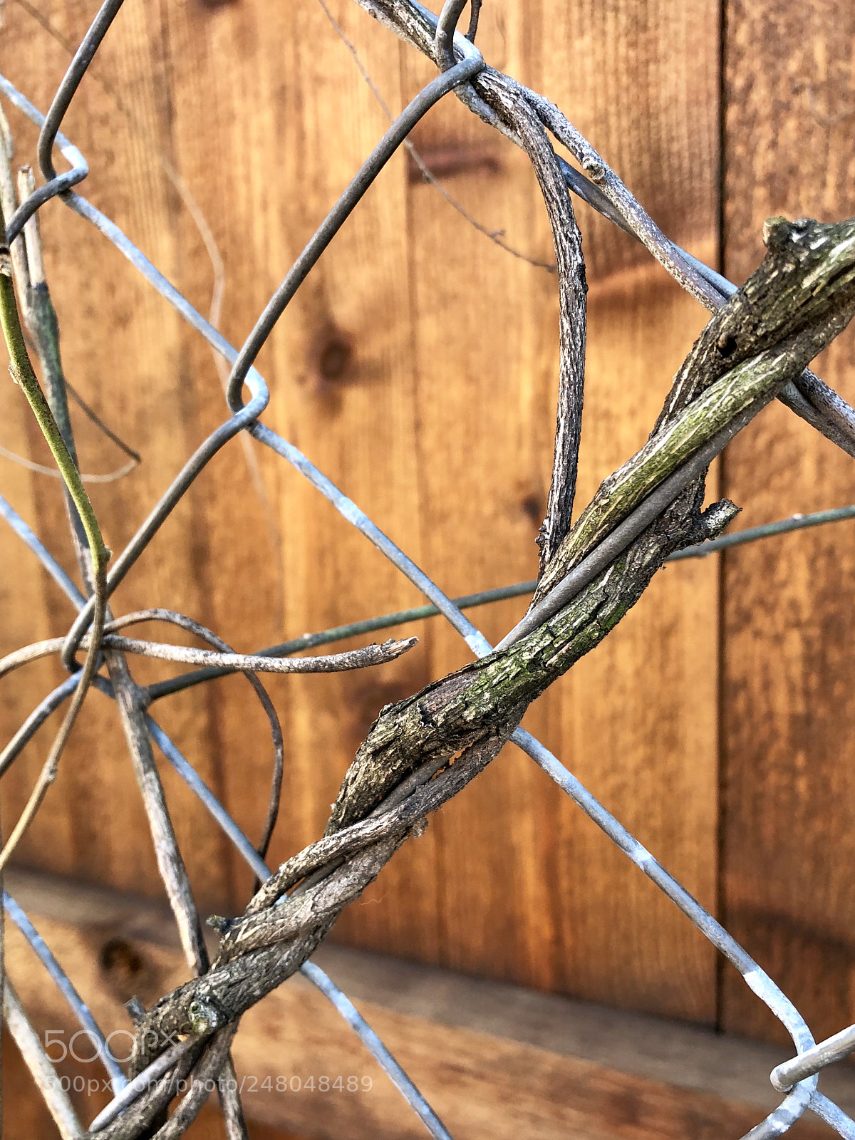 Apple iPhone X sample photo. Entwine photography