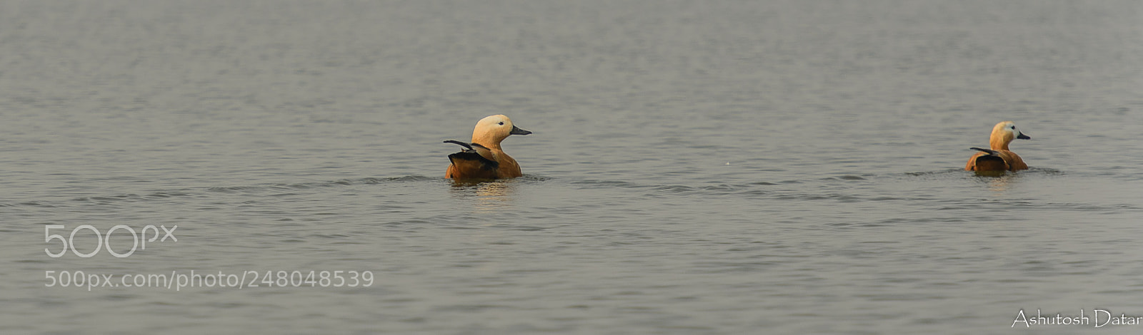 Nikon D610 sample photo. Ruddy shelduck photography
