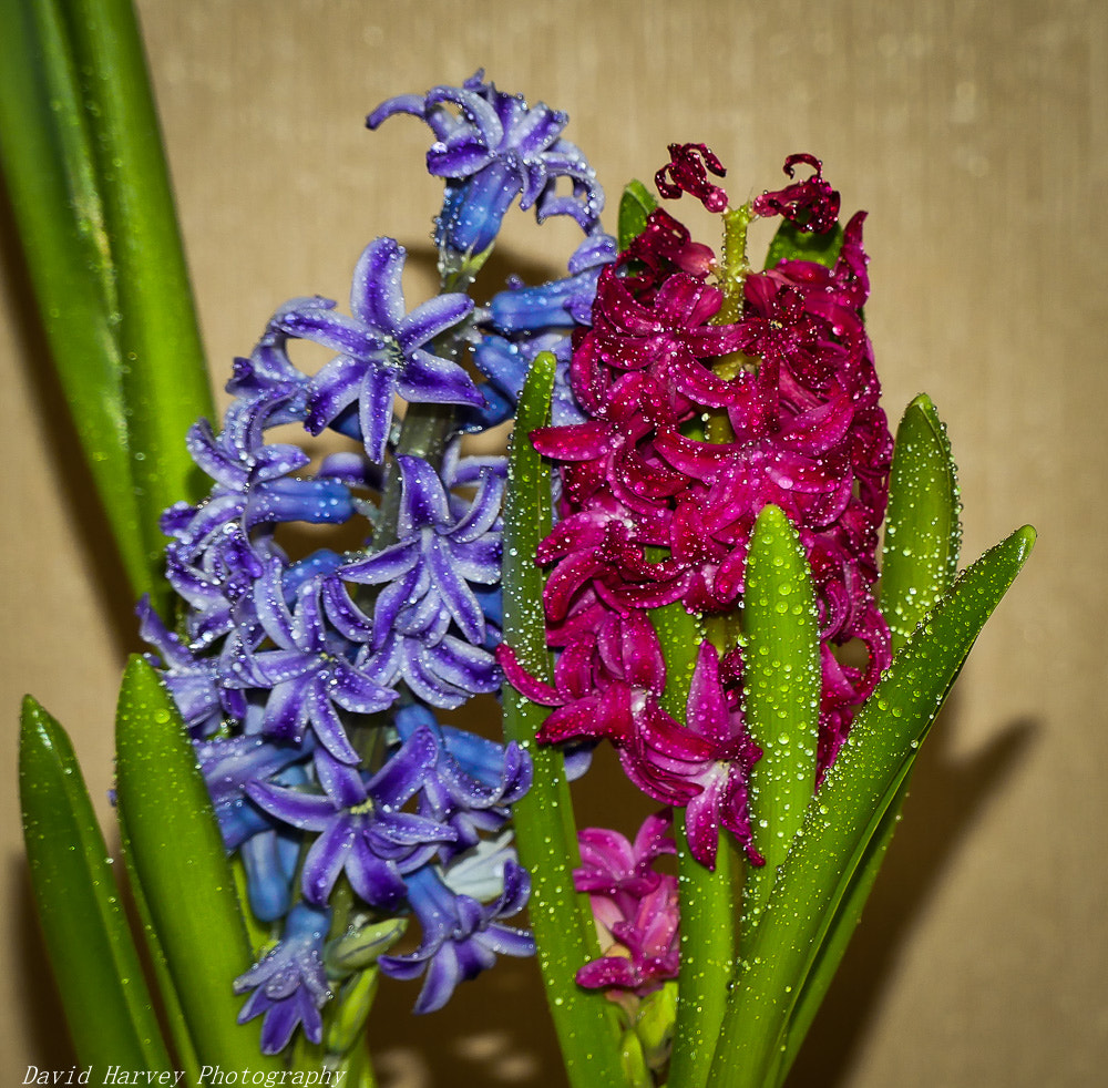 Panasonic DMC-FZ330 sample photo. House plants photography