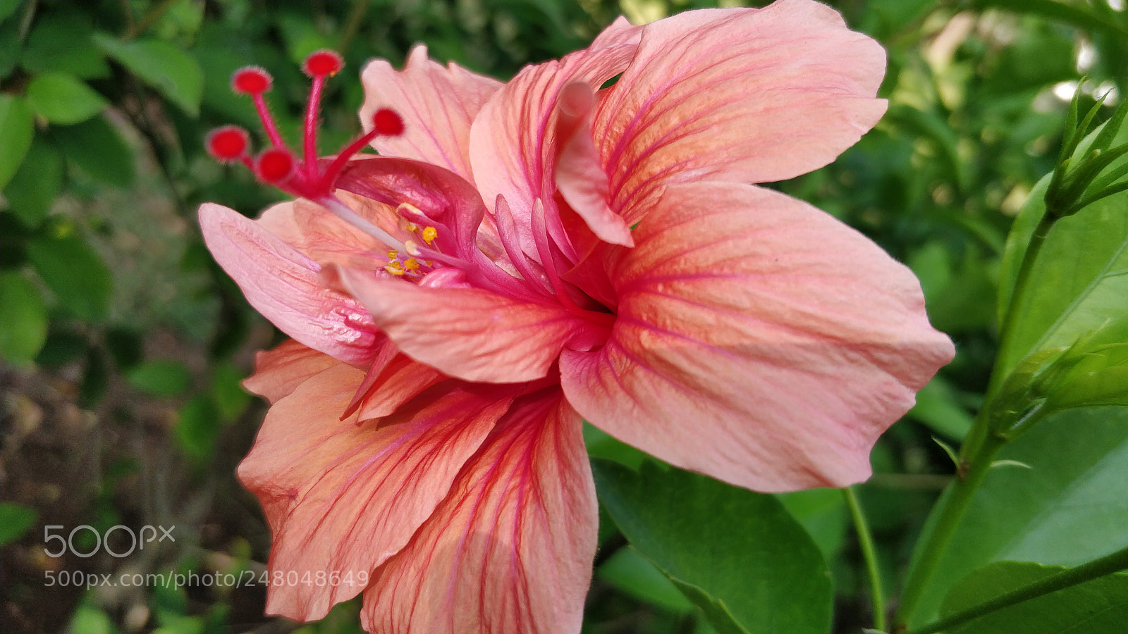OnePlus 5 sample photo. Hibiscus photography