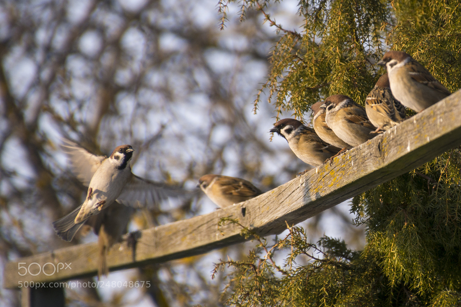 Sony ILCA-77M2 sample photo. Sparrows photography