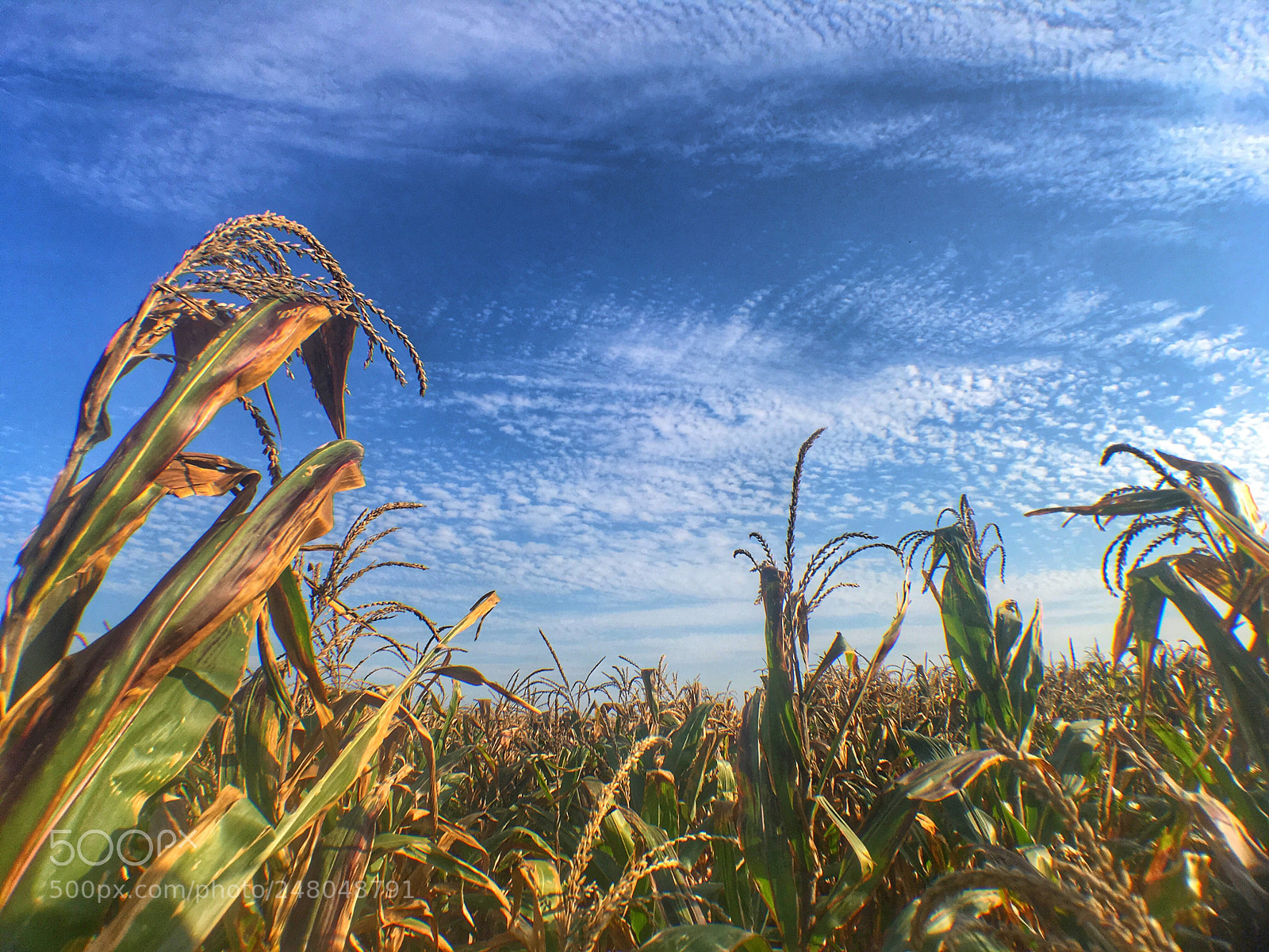 Apple iPhone SE sample photo. Cornfield photography