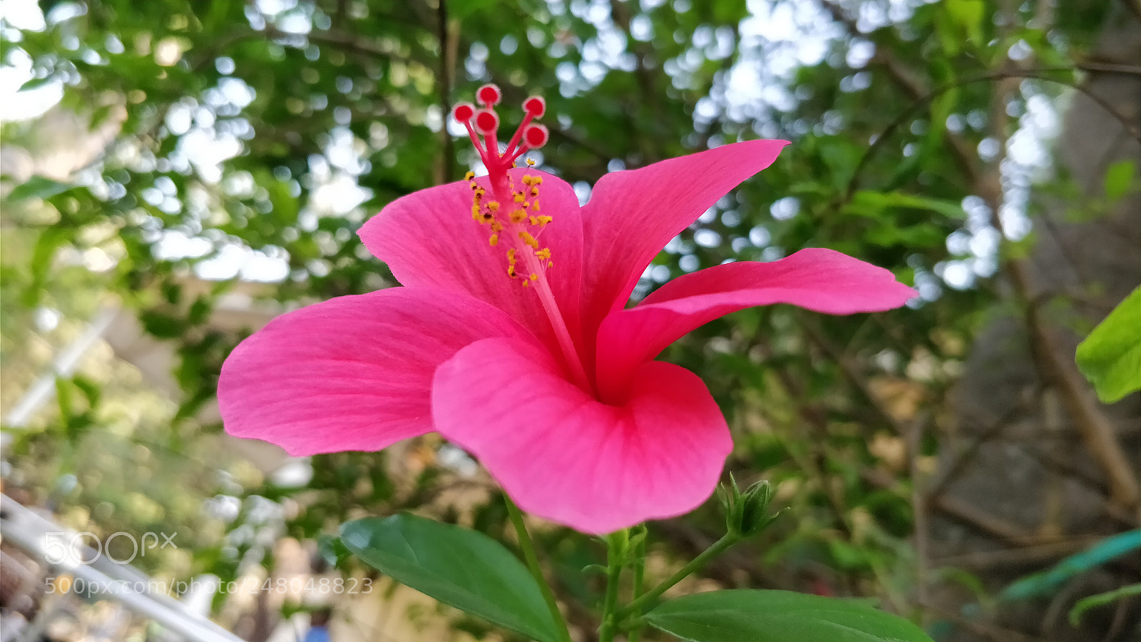 OnePlus 5 sample photo. Hibiscus photography