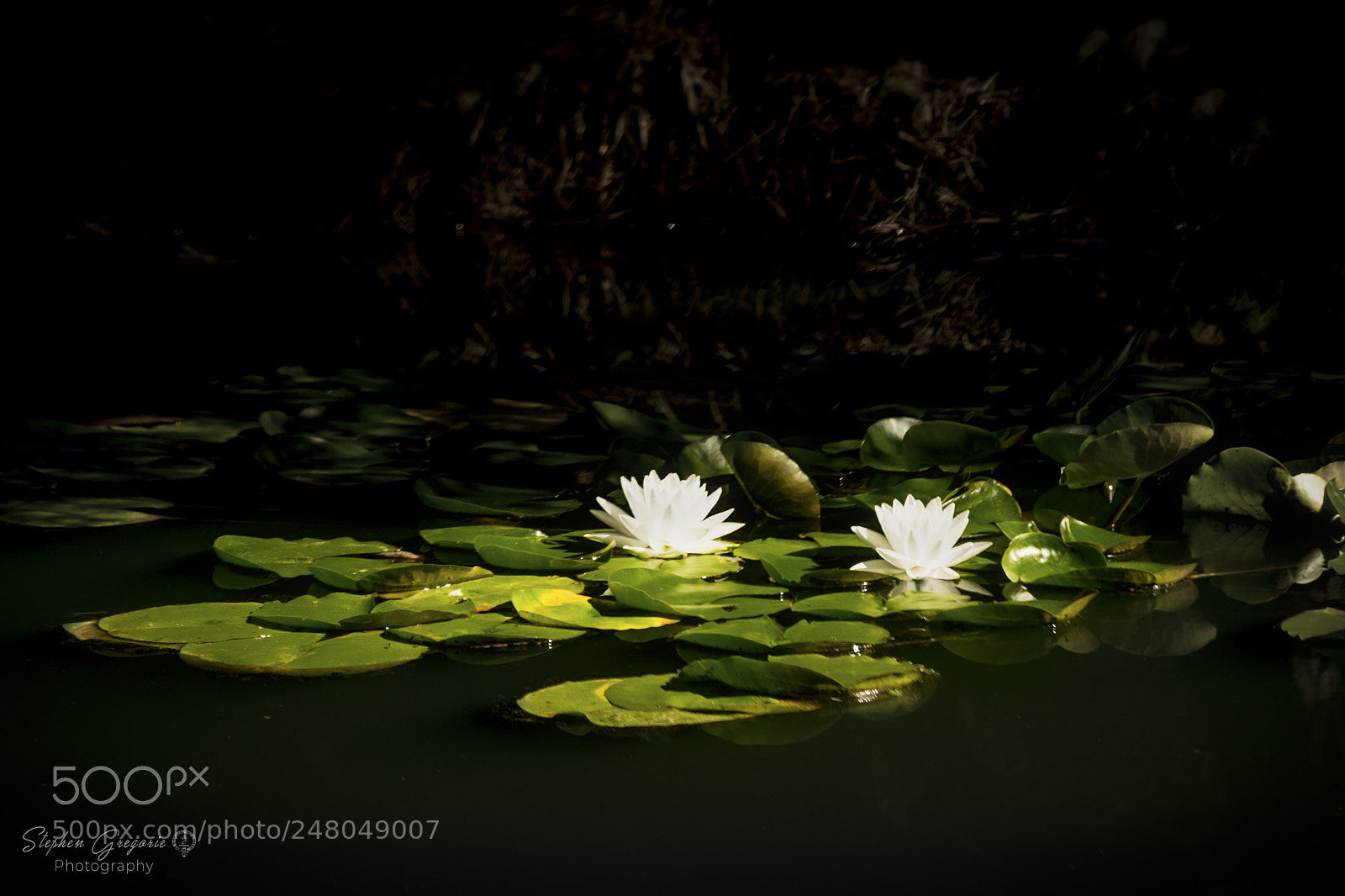 Nikon D7100 sample photo. White water lily photography