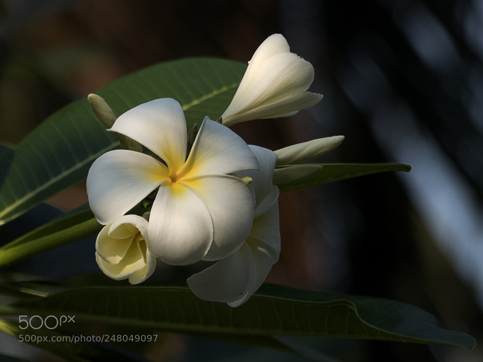 Panasonic Lumix DMC-FZ300 sample photo. Plumeria.. frangipani... photography