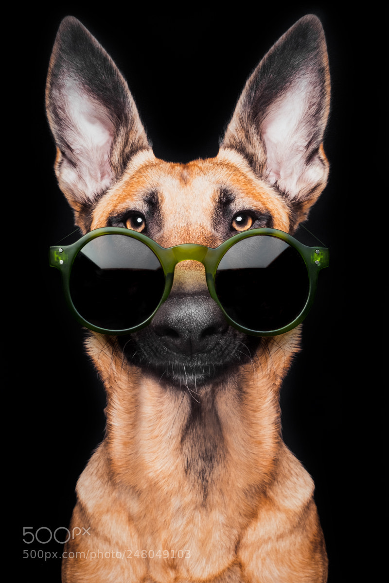 Fujifilm X-T2 sample photo. Serious dog photography