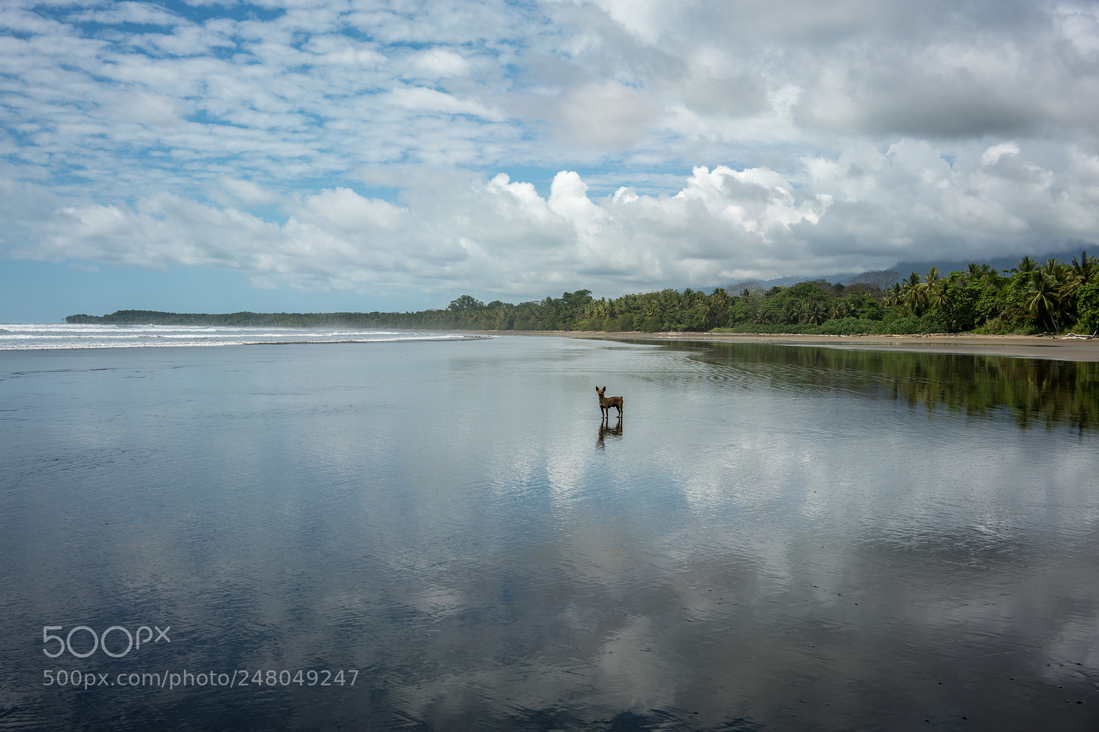 Sony a7R II sample photo. Alone? photography