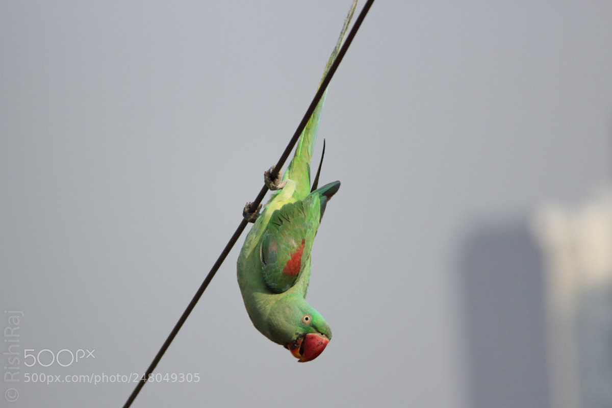 Canon EOS 1200D (EOS Rebel T5 / EOS Kiss X70 / EOS Hi) sample photo. Upside down yoga! photography